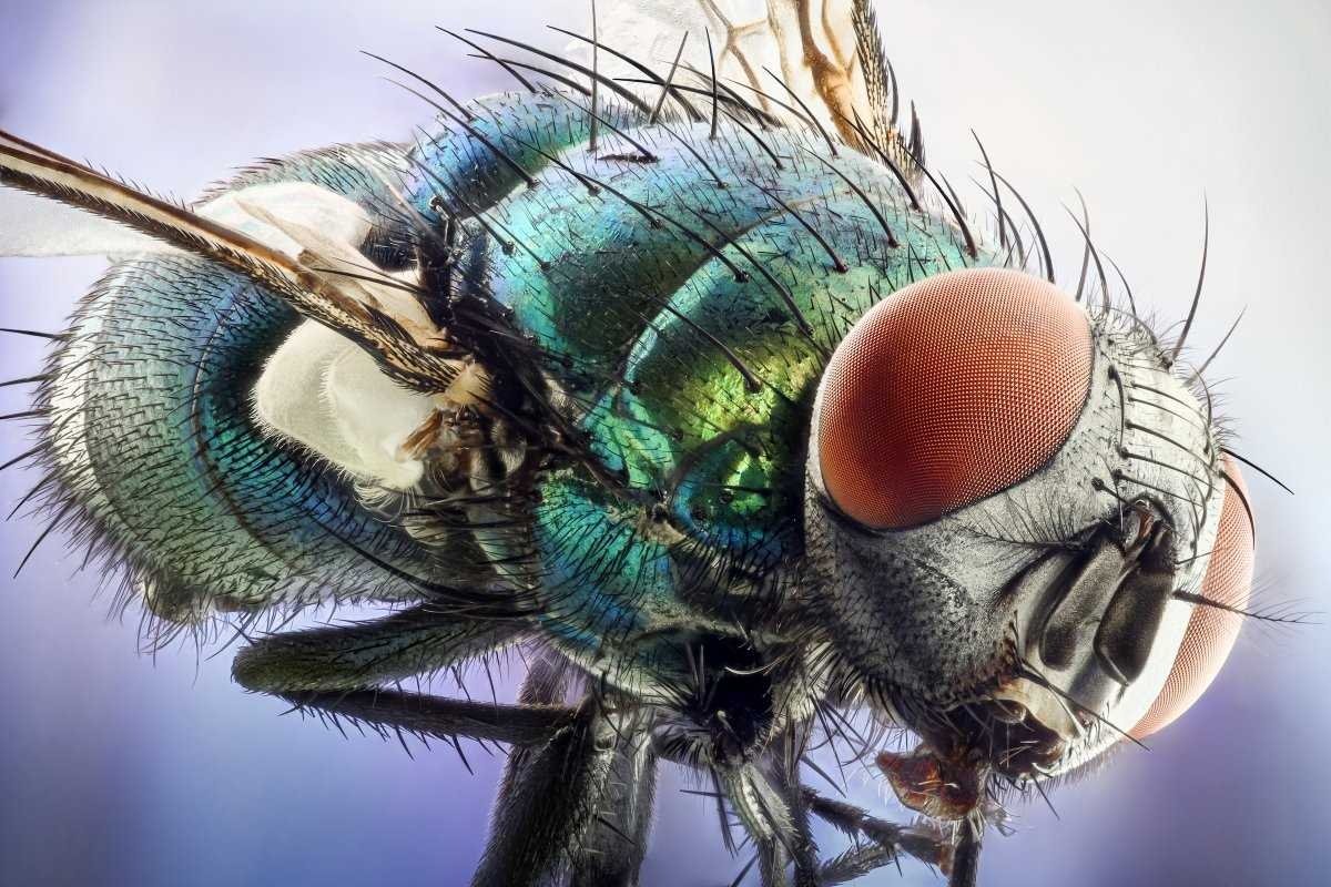 Фото глаза мухи под микроскопом фото