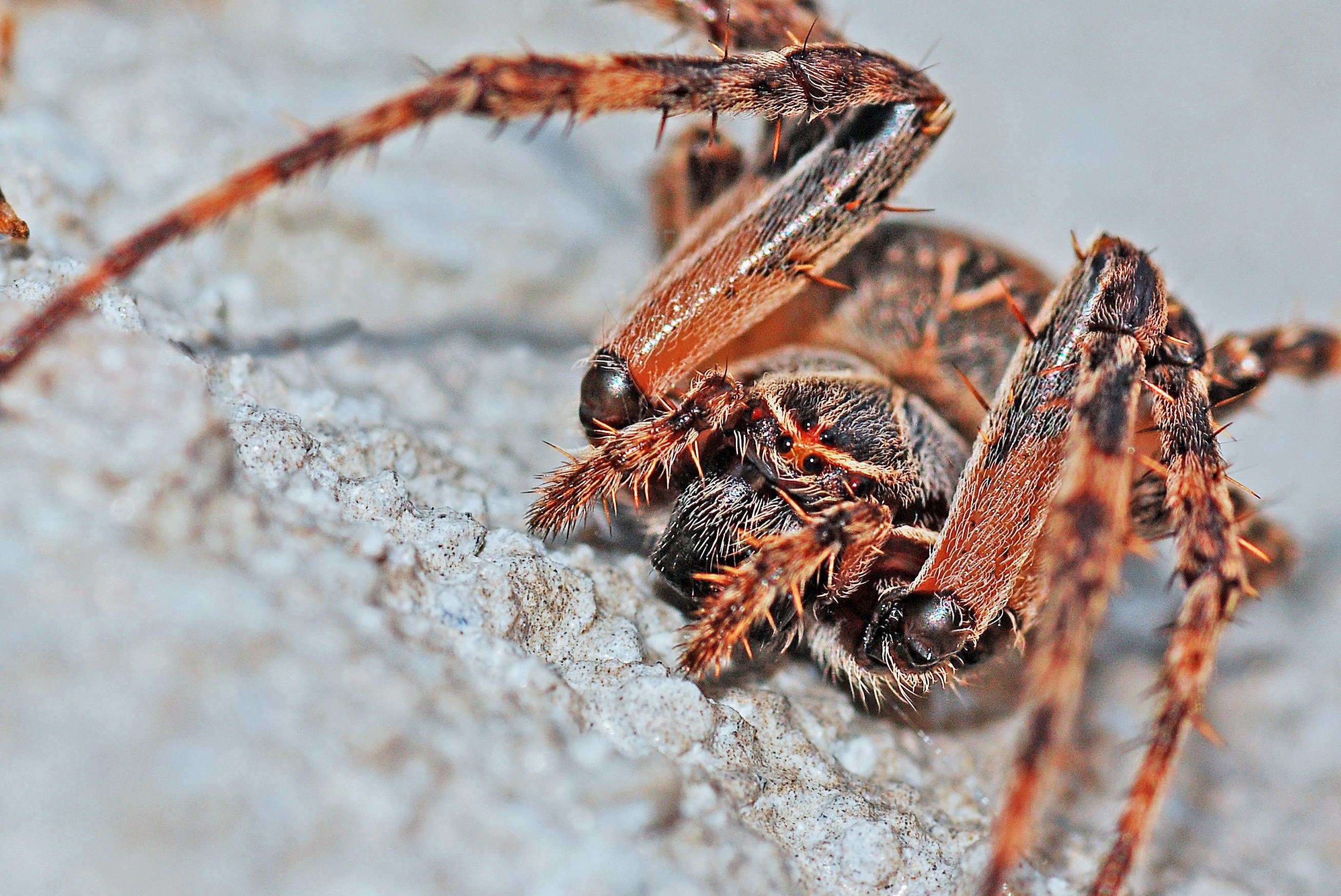 Паук это беспозвоночное животное. Araneus diadematus - крестовик. Паук Арахнид. Садовый паук (Araneus diadematus. Беспозвоночные животные пауки.