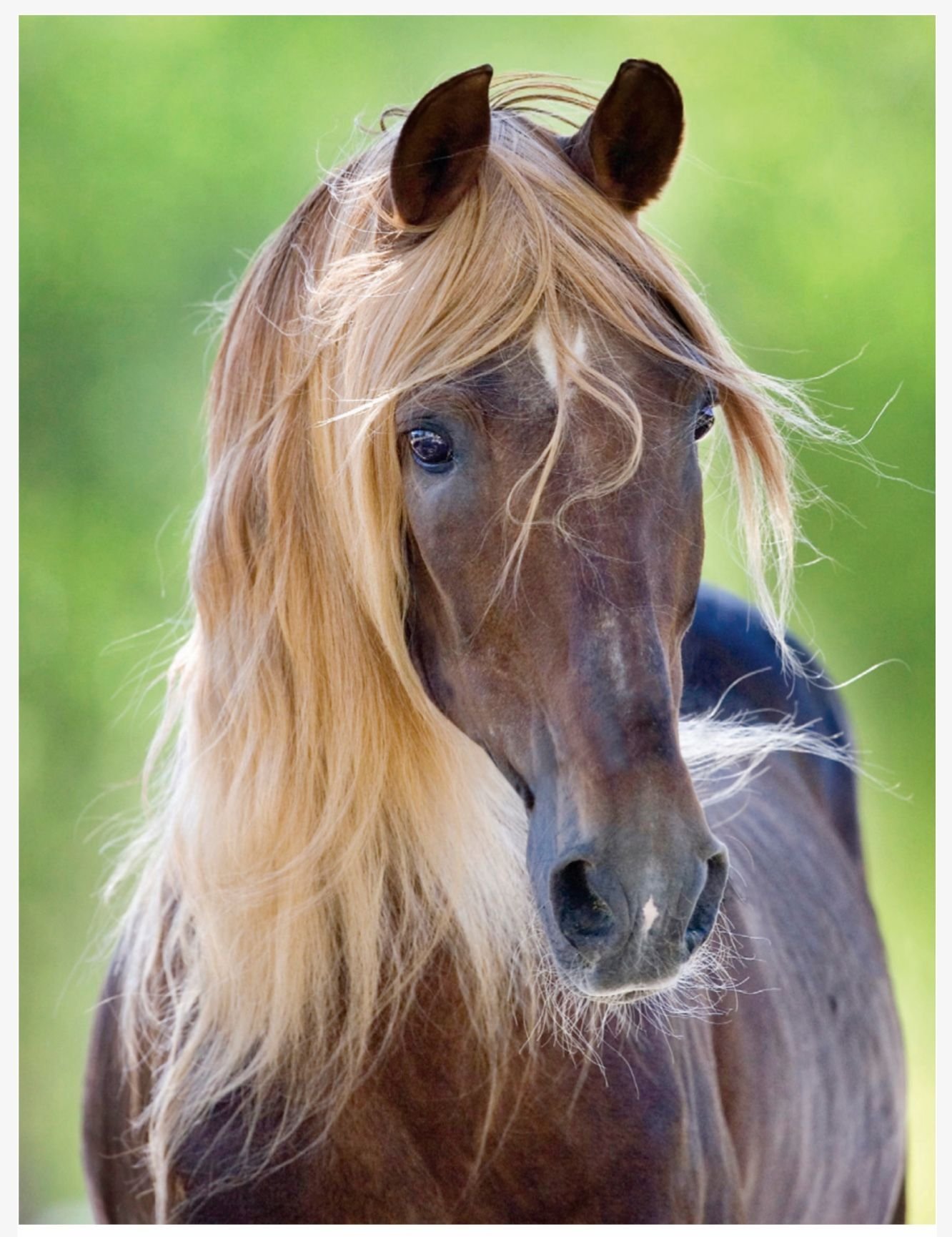 Милые лошадки. Жеребенок "Хафлингер". Морда лошади. Красивые лошади. Красивый конь.