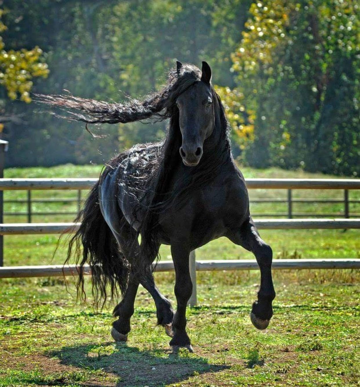 Про лошадей красивый. Вороная Фризская лошадь. Фредерик Великий лошадь.