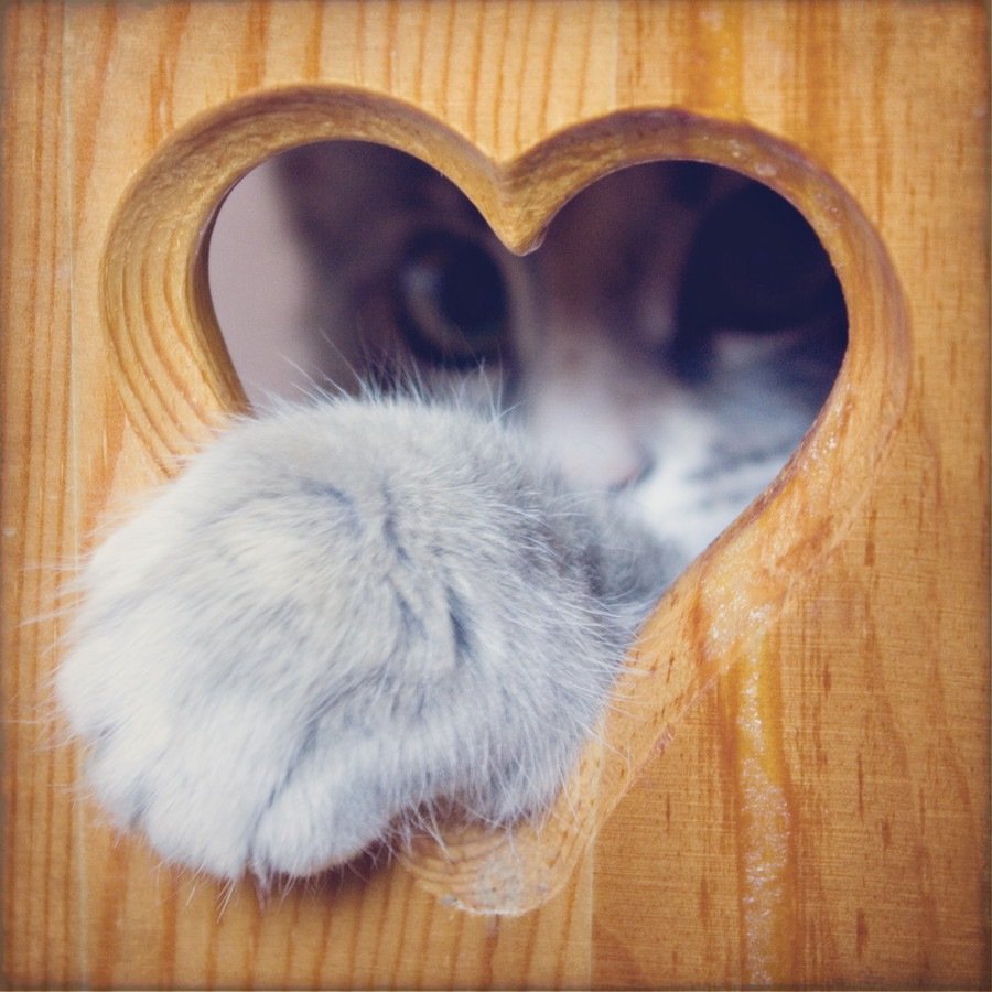 Котики в форме сердца