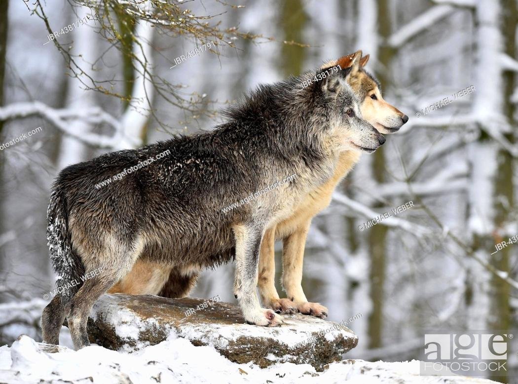 Альфа волк читать. Альфа самец волк. Норвежский волк самец. Волк Ликаон. Волк Альфа самец фото.