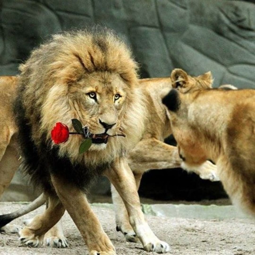 Про лев тигра. Лев и львица. Лев и тигр. Львы любовь. Лев фото.