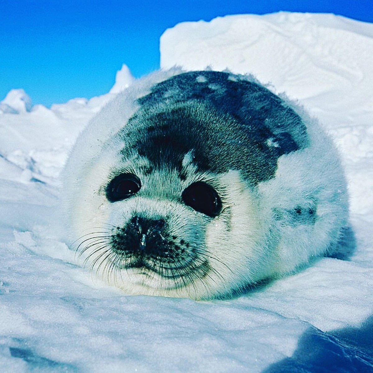 Животные живущие на Северном полюсе