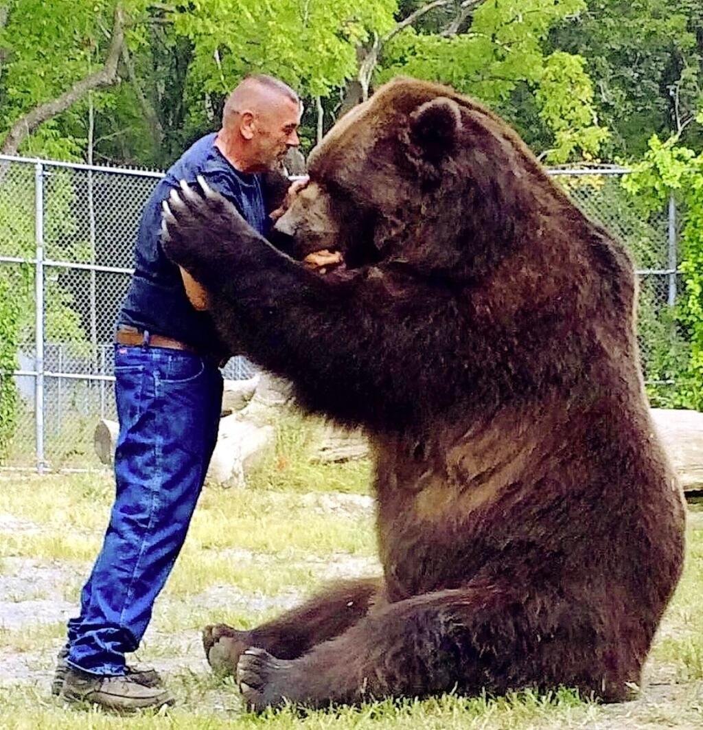 Какие медведи крупнее. Медведь Кадьяк самый большой. Самый большой медведь Кадьяк 1200 кг. Кадьяк медведь и Гризли.