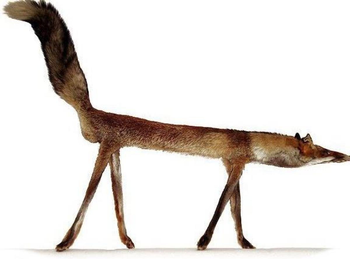 Животное с длинными ногами