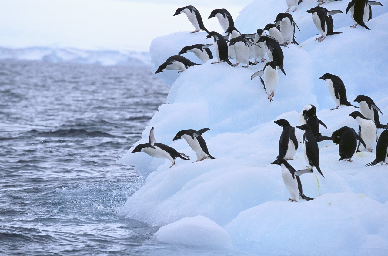 Где обитает пингвин материк. Ареал обитания пингвинов. Ареал обитания императорских пингвинов. Императорский Пингвин ареал. Ариал обитания пингвинов.