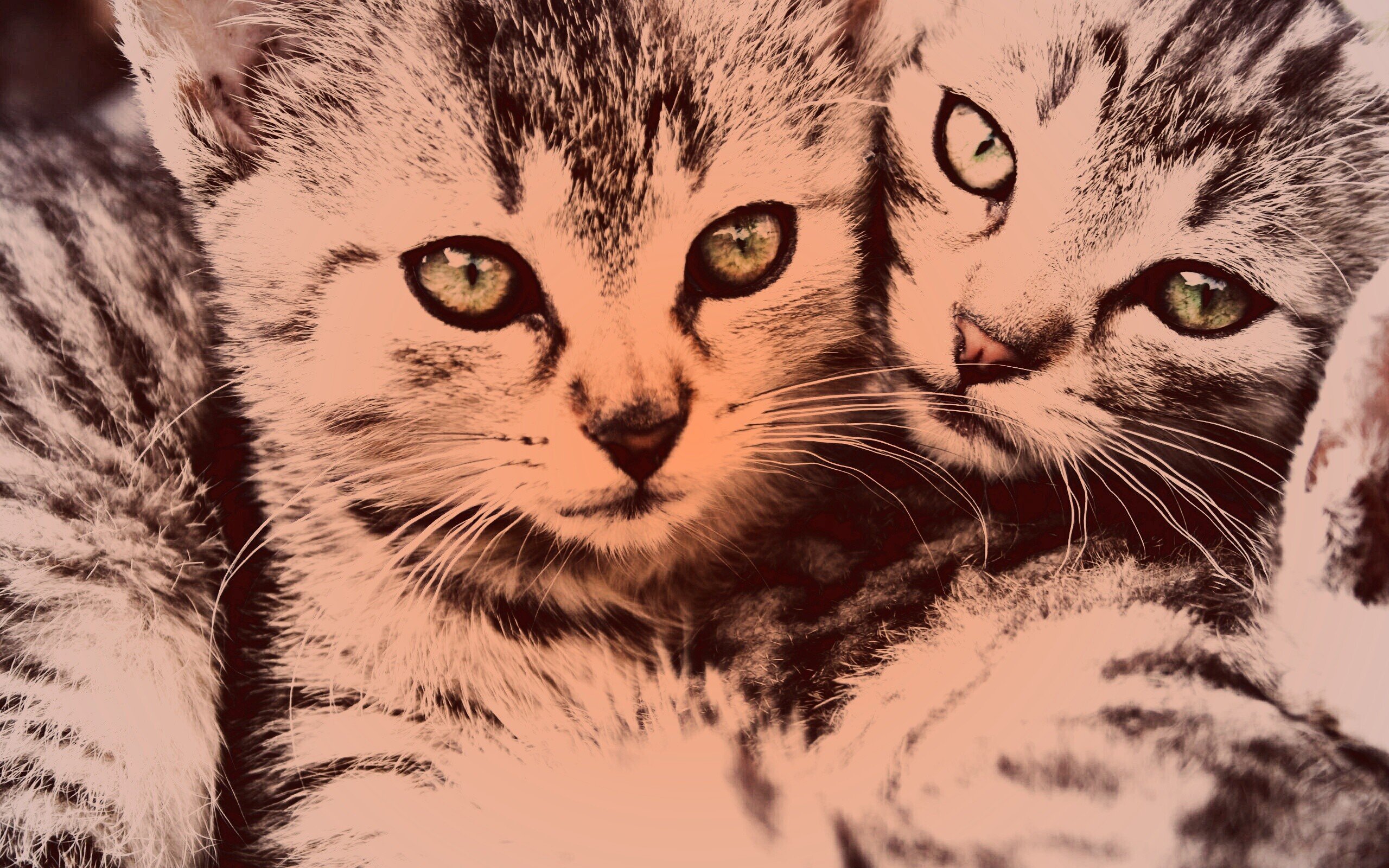 Живые обои с котом. Красивые обои с котом. Парные обои с котами. Живые обои с котиками. Крутые обои с котятами.