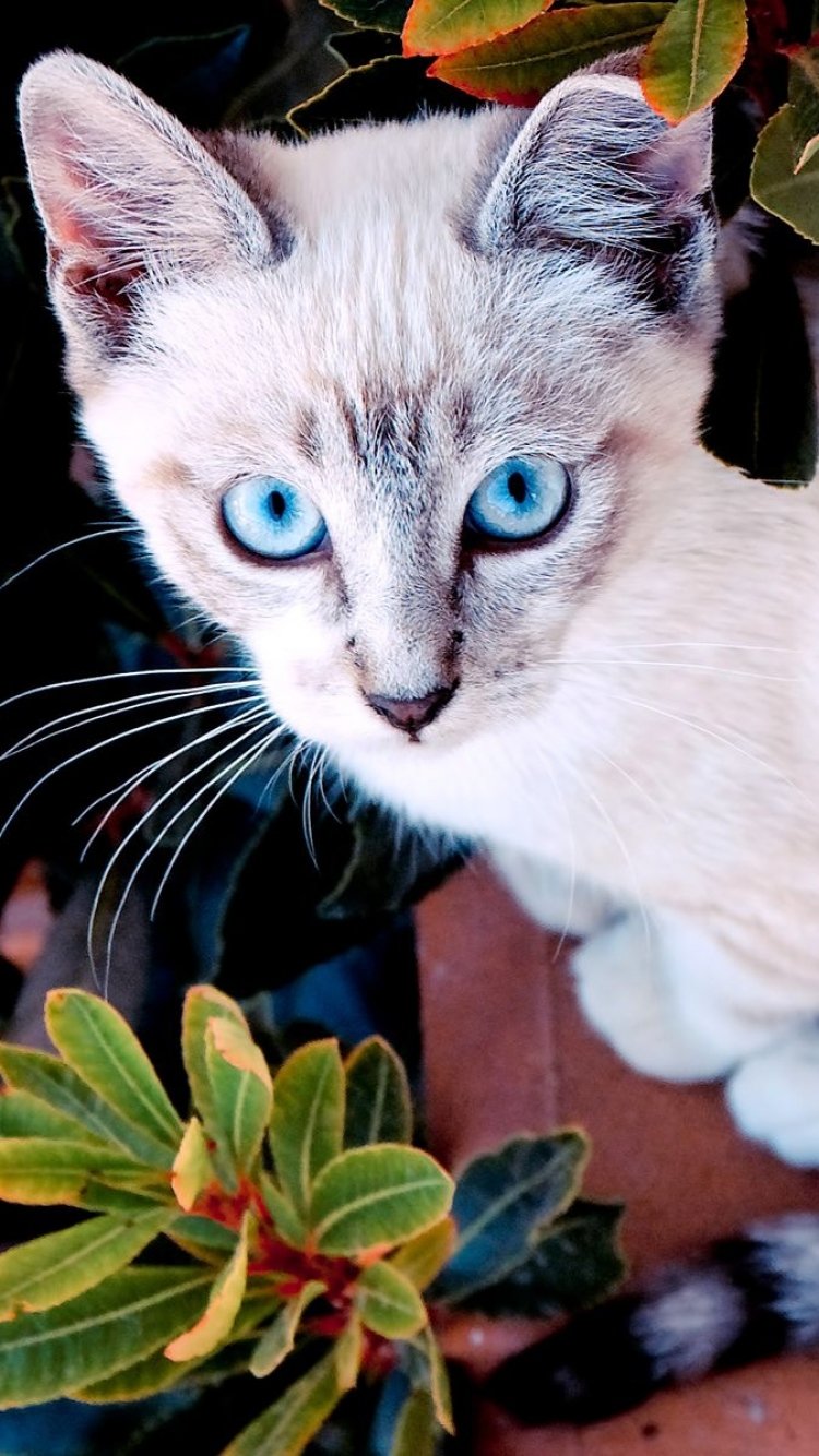 Редкие цвета кошек. Красивые расцветки кошек. Необычные расцветки котов. Кошка в цвете. Красивые окрасы кошек.