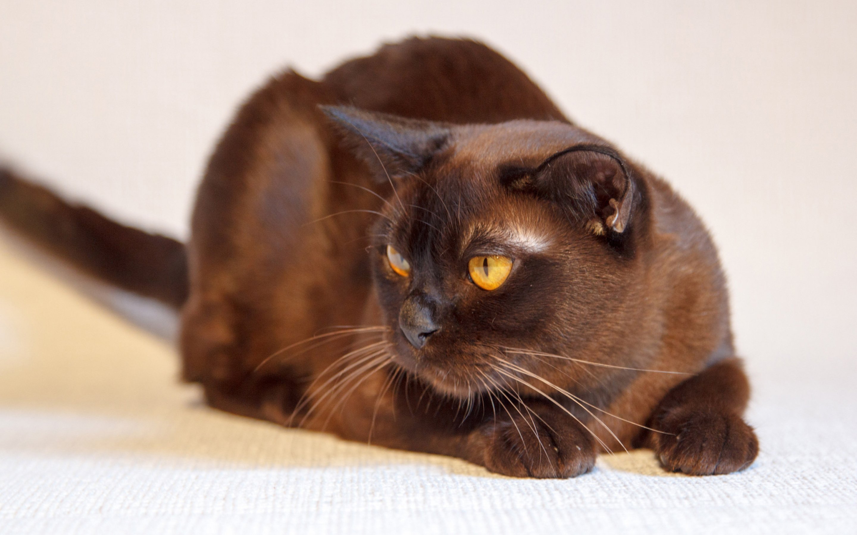 Породы коричневых котов. Европейская Бурма кошка. Бурманская порода кошек. Гавана Браун кошка. Шоколадная Гавана кошка.