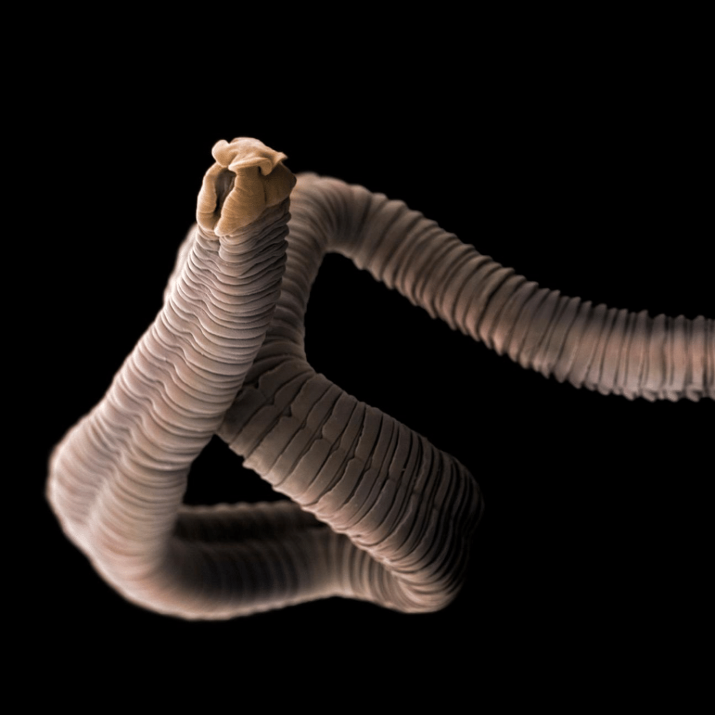 Цифровой червь. Кольчатые черви микроскоп.