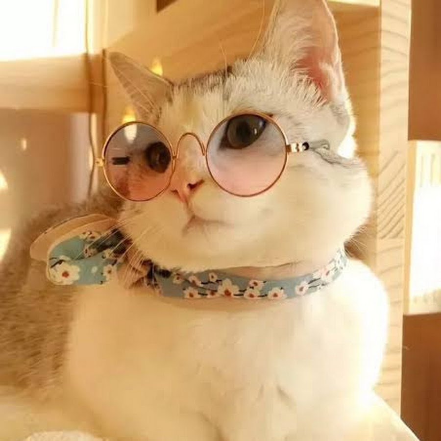 Кошечка в очках