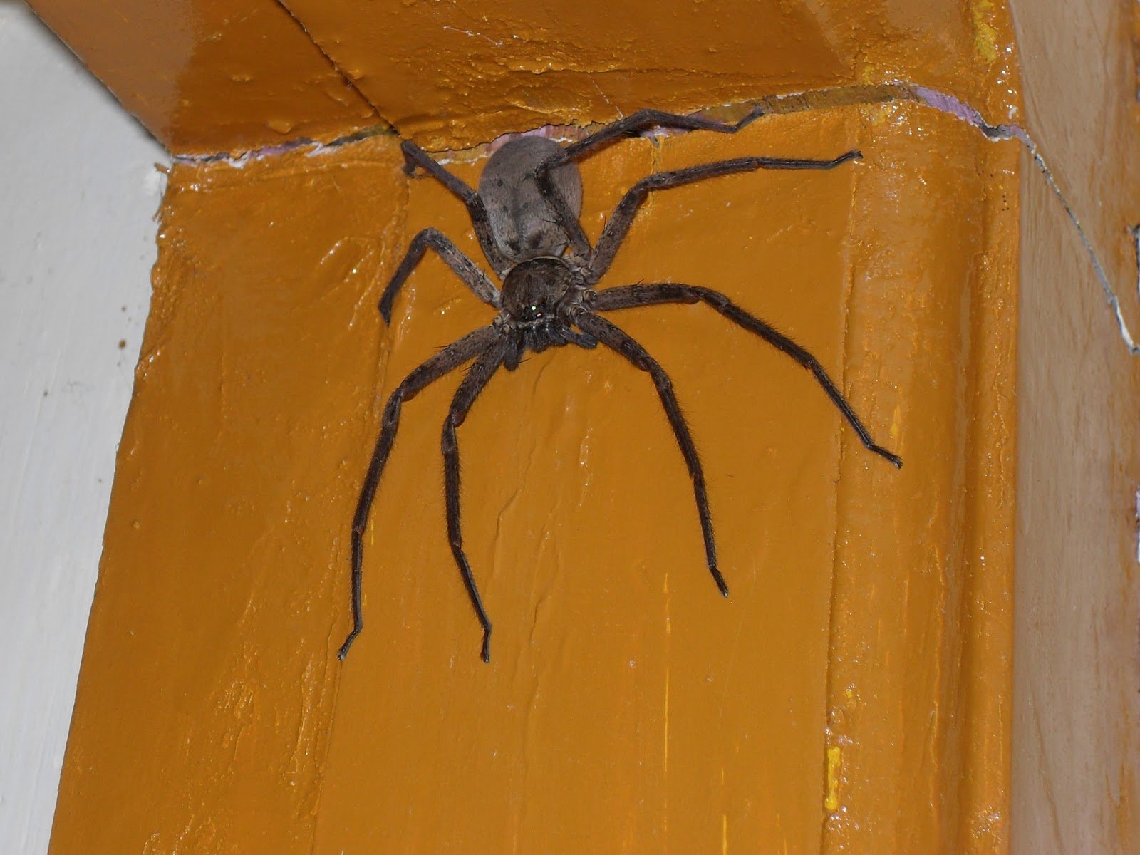 разновидности домашних пауков фото