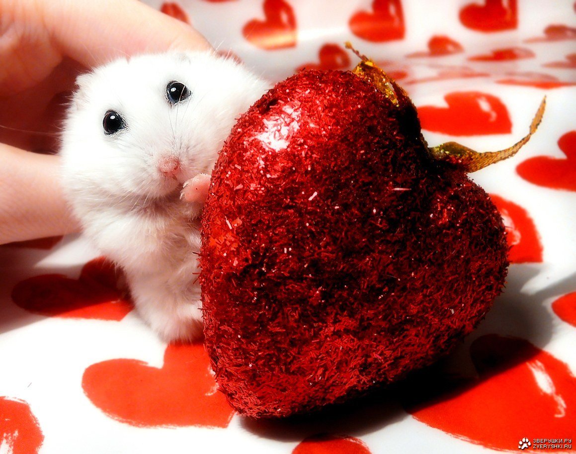 Чилая. Хомячок с сердечком. Мышка с сердечком. Животные с сердечками. Влюбленный хомяк.