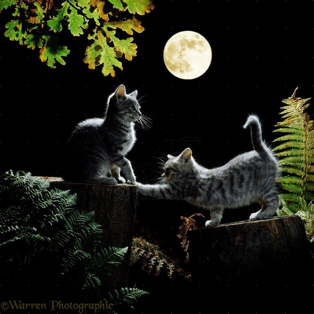 Спокойной ночи темные ночи. Кот ночью. Кот на Луне. "Лунный кот". Доброй ночи картинки.