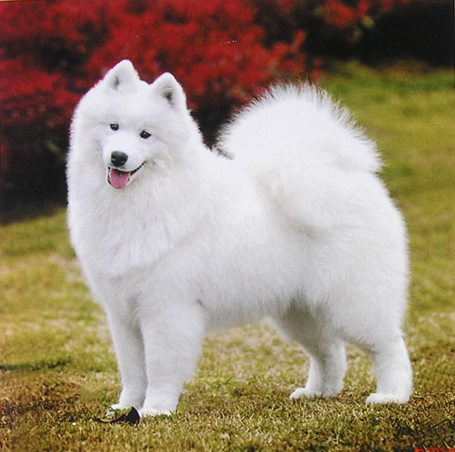Крупная белая порода собак. Карликовый самоед. Шпиц самоед. Сибирская лайка самоед. Белая лайка самоед.