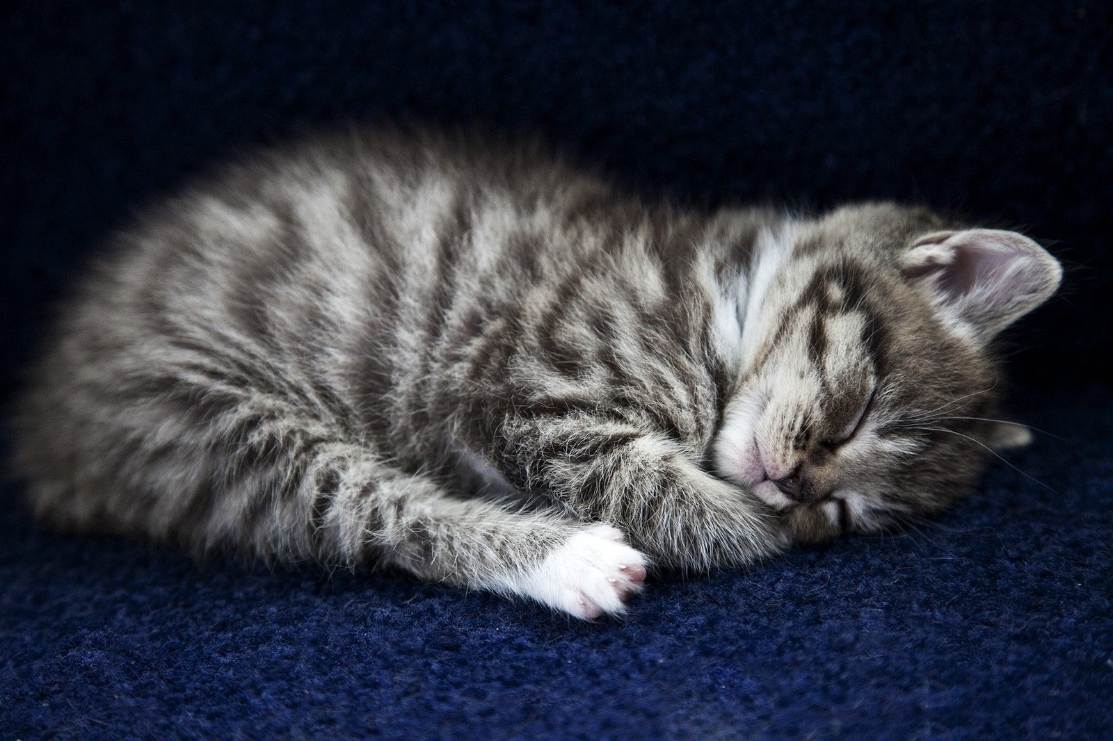 Пушистые котята спят. Спящий котенок. Спящий котенок картинки.