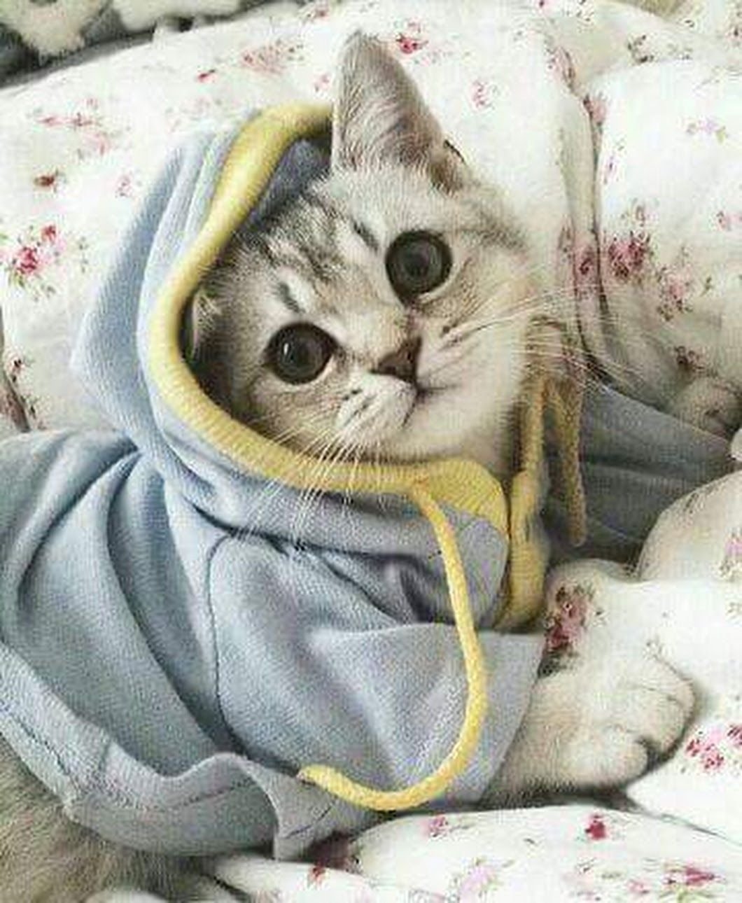 Кот в кофте. Милый кот. Пижама котенок. Милые коты. Кот в пижаме.