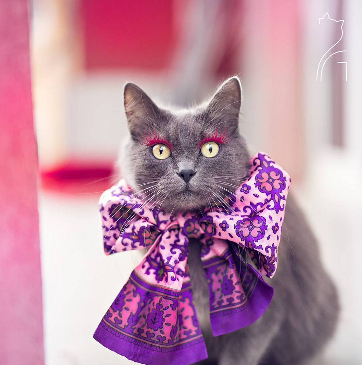 Кошечка в платье. Модные коты. Гламурные котики. Нарядная кошечка. Одежда для кошек.