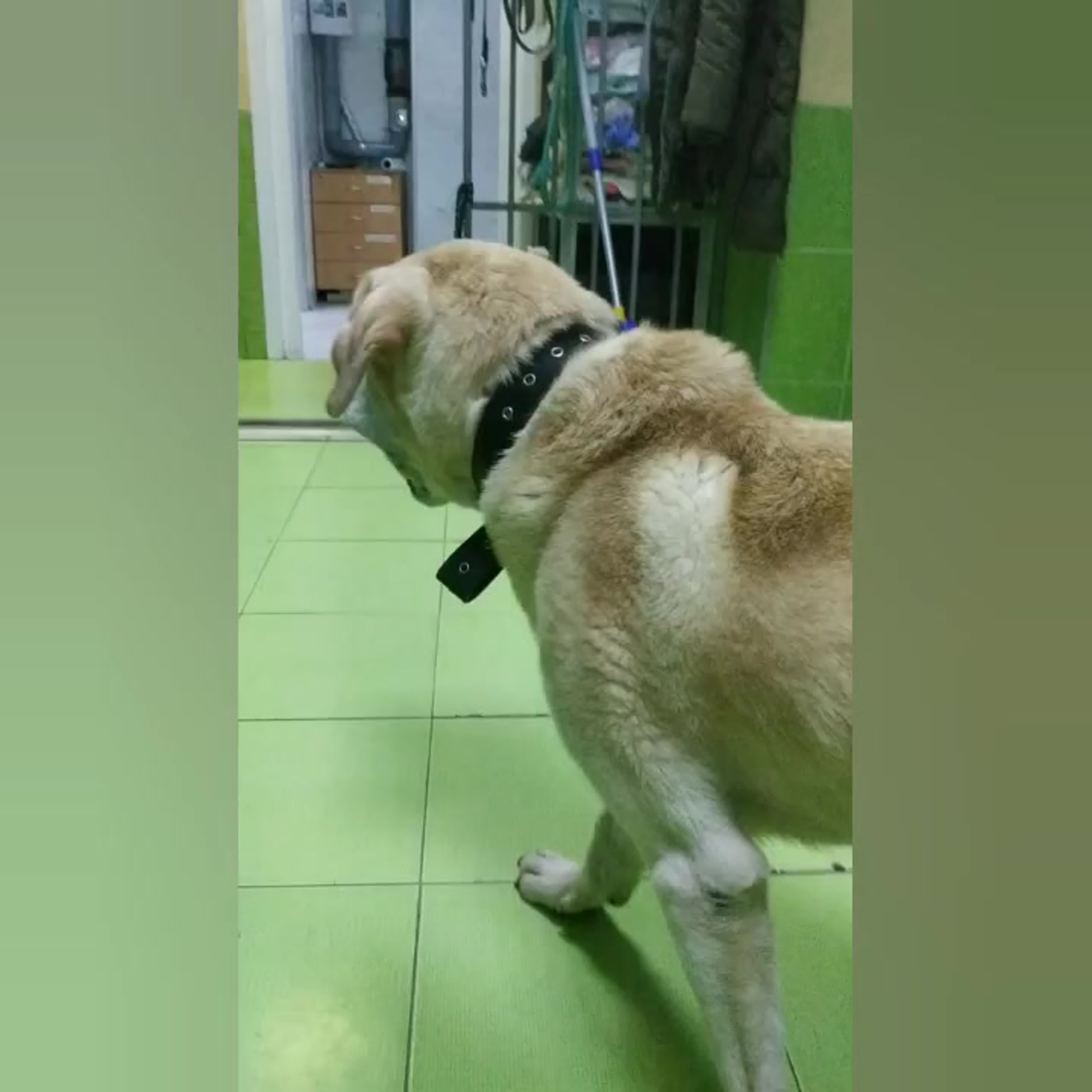 Тик ток счастливый пес