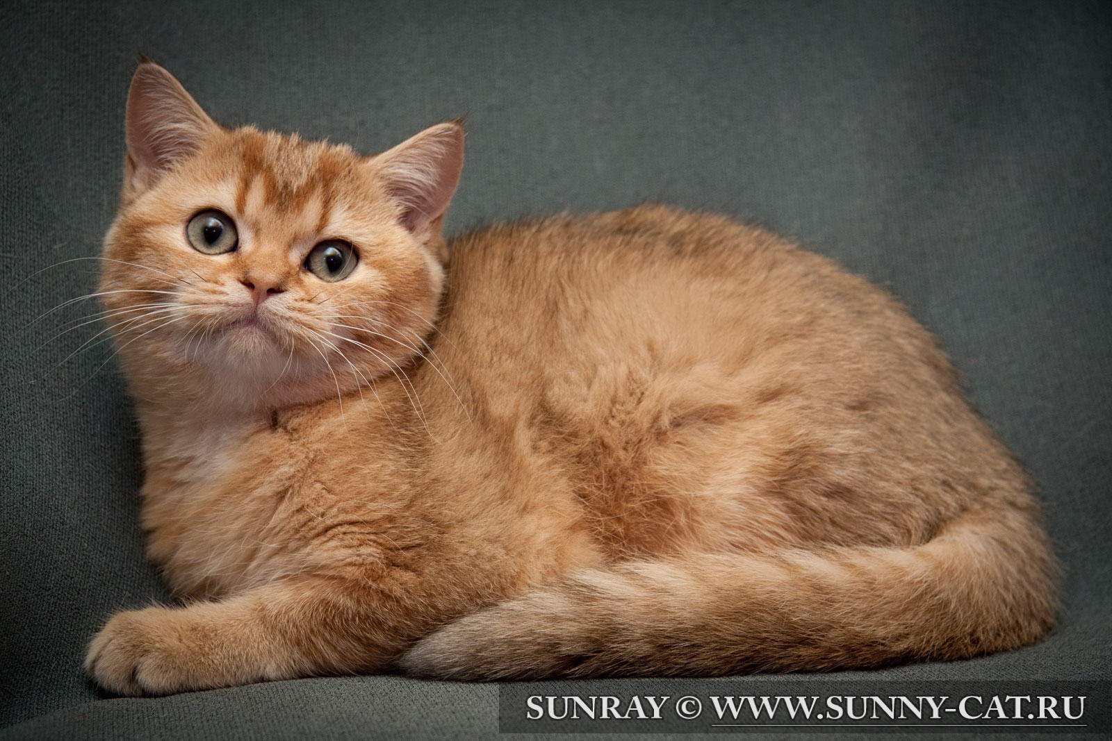 British Shorthair Cat рыжий