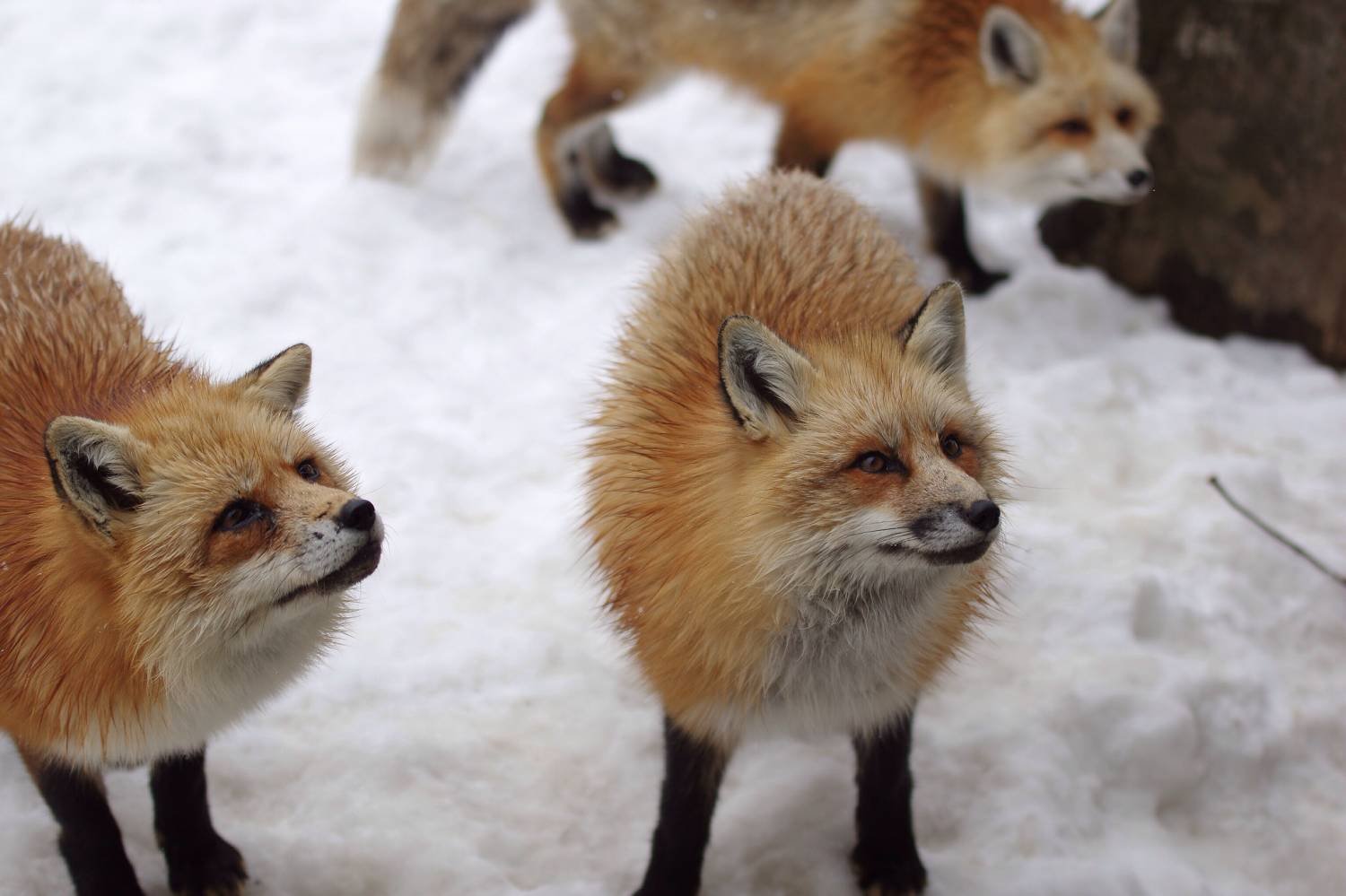 Парки fox. Дзао-Кицунэ-Мура. Лисий заповедник в Японии. Лисий остров в Японии. Дзао Кицунэ Мура, Япония — лисы.