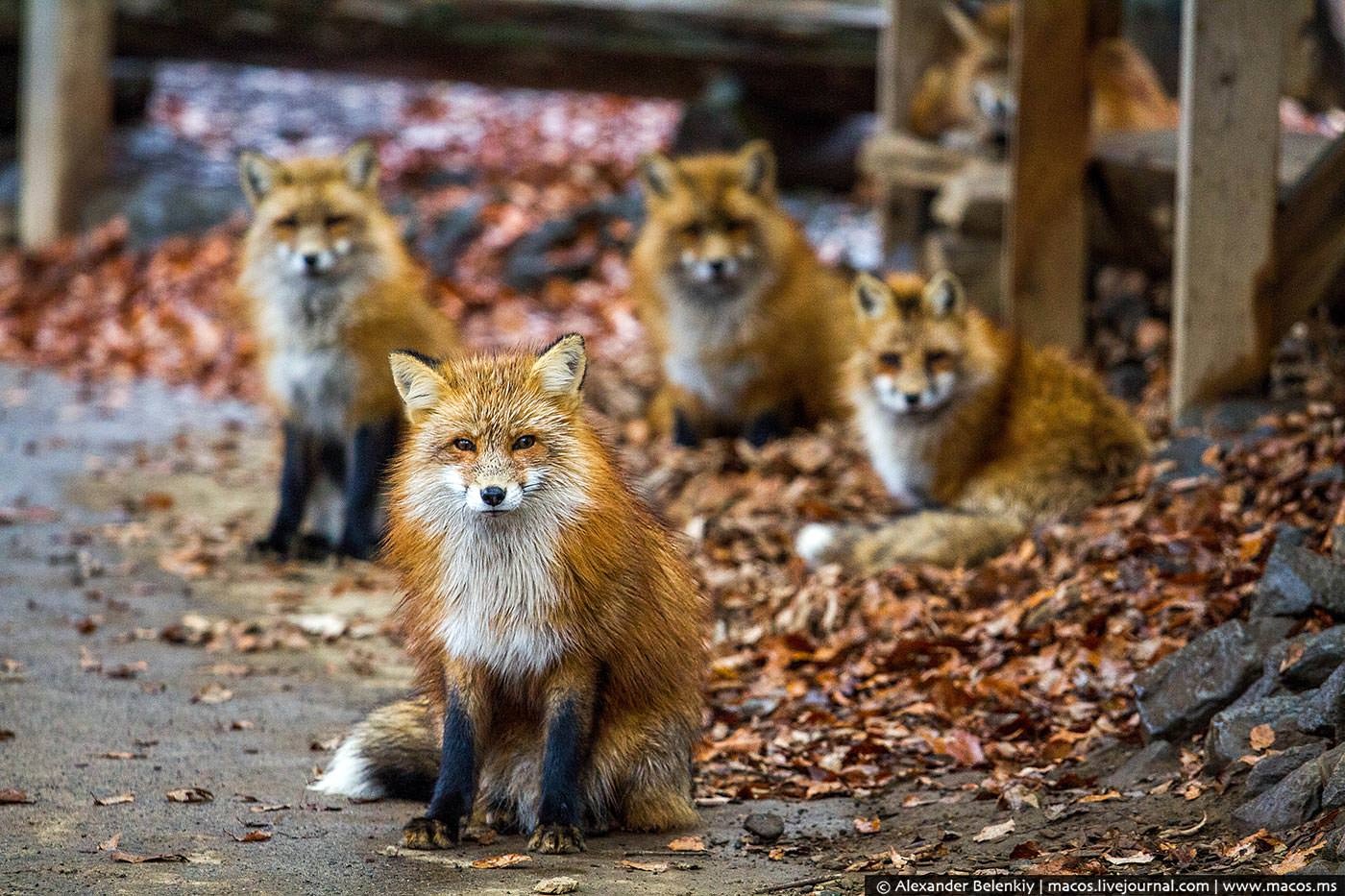 Those are foxes. Дзао-Кицунэ-Мура. Лисью деревню Дзао Кицунэ Мура.. Дзао Кицунэ Мура, Япония — лисы. Лисы много.