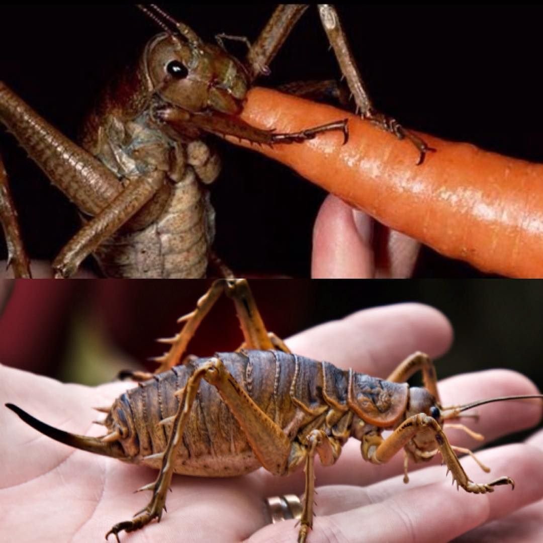 Необычные жуки Уэта