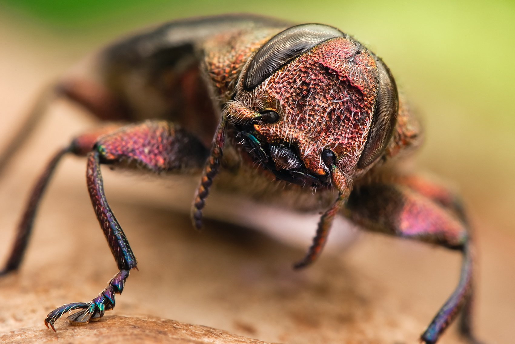 Самые страшные жуки. Жук кровосос. Необычные жуки.