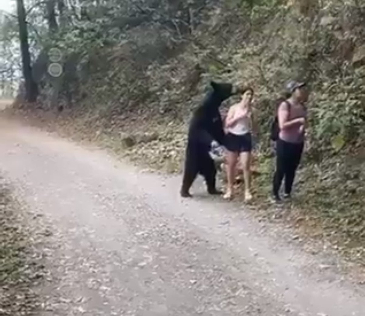 В тверской области медведь загрыз человека