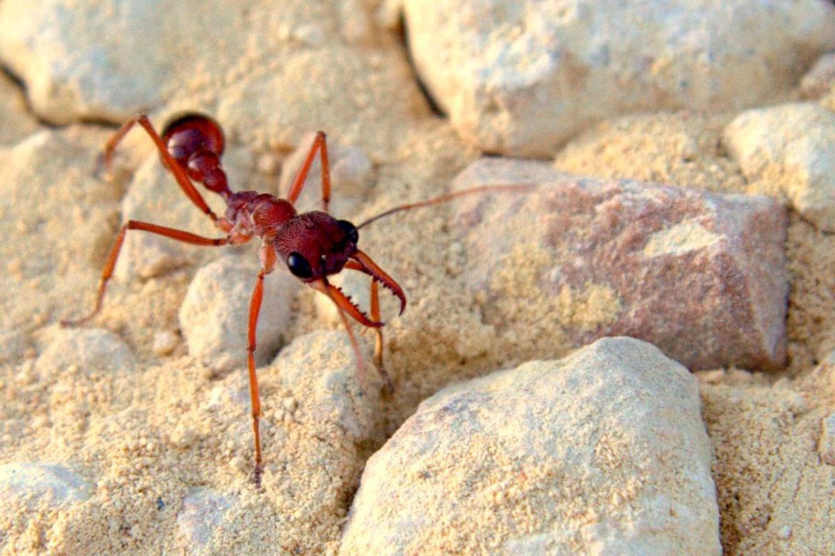 Ящерица муравьи. Красный муравей-бульдог. Myrmecia brevinoda. Австралийский муравей бульдог. Муравьев Myrmecia.