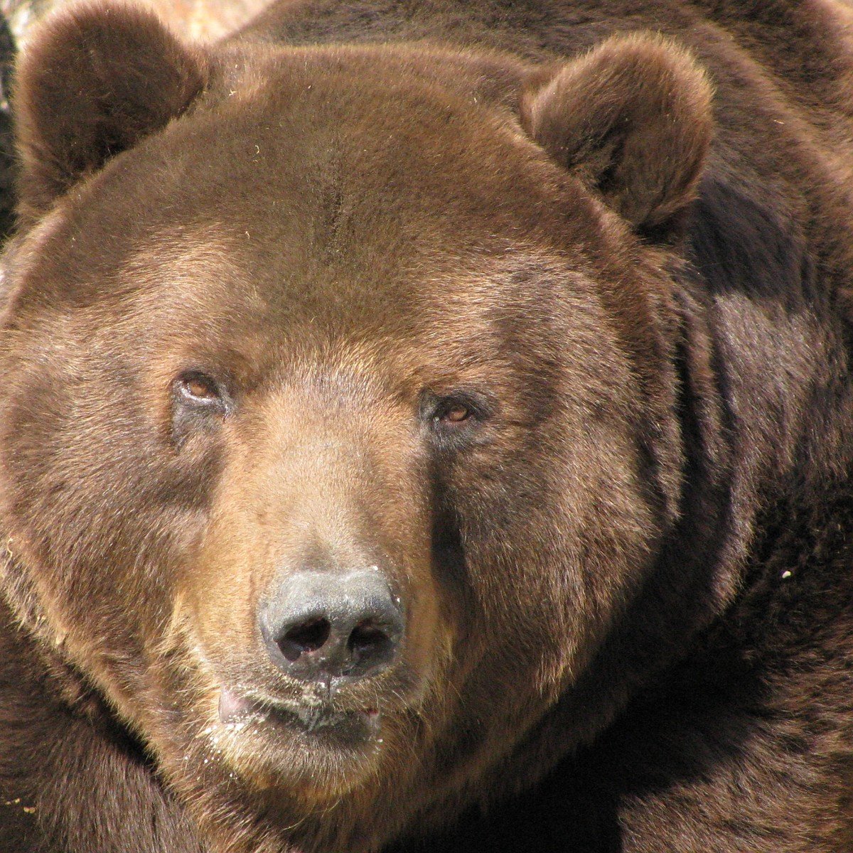 Есть ли медведь людей. Самый опасный медведь в мире. Медведь и человек.