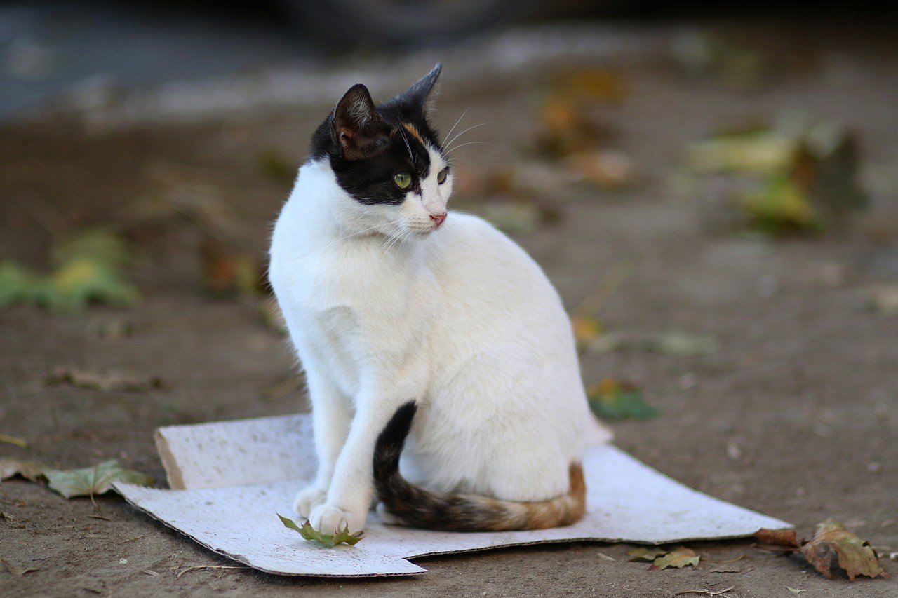 Песня кошка хвостом. Белый кот с темным хвостом. Хвост серого кота. Белая кошка с серым хвостом. Черная кошка с белым хвостом фото.