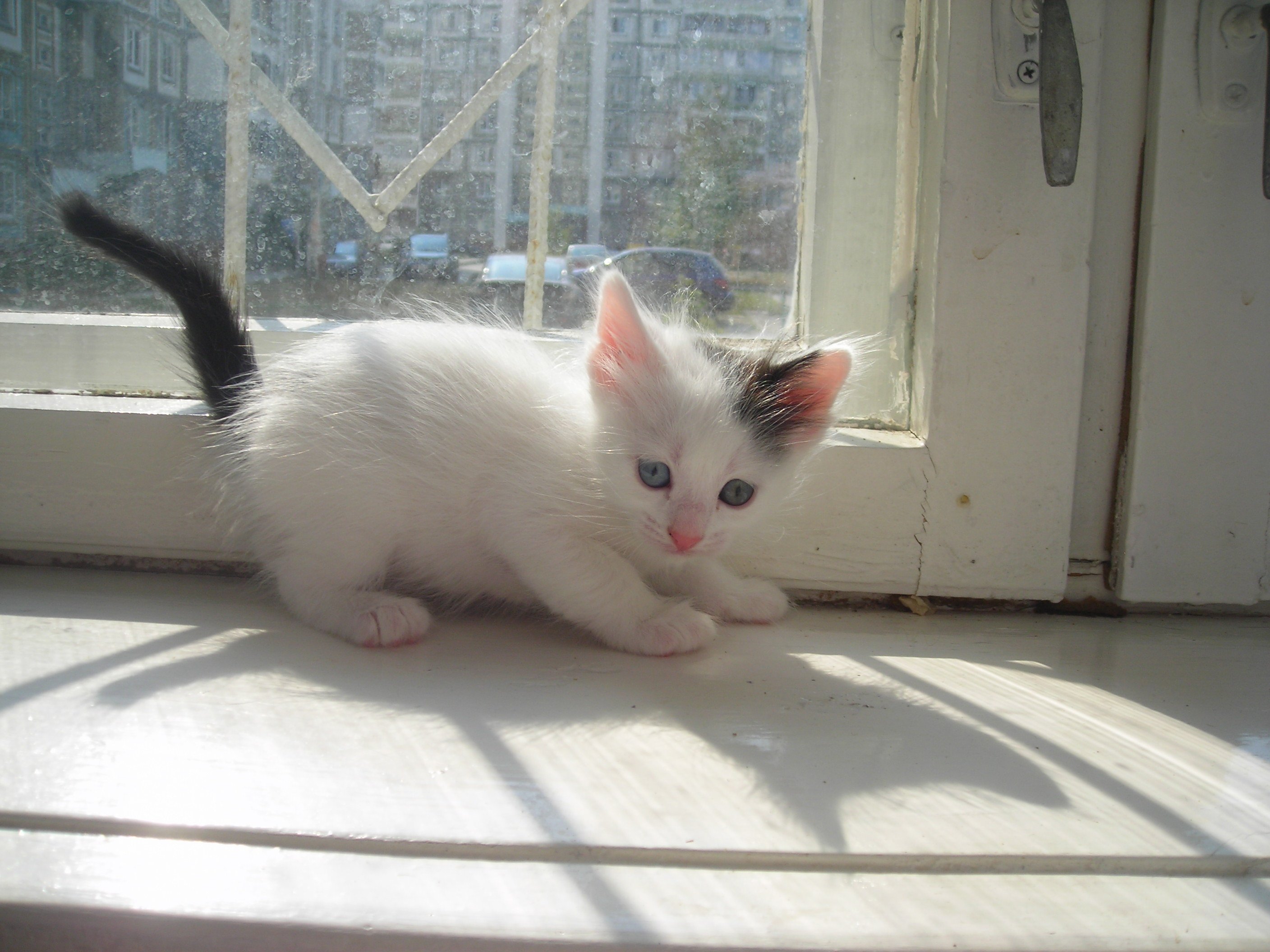 Белый котенок с черным хвостом