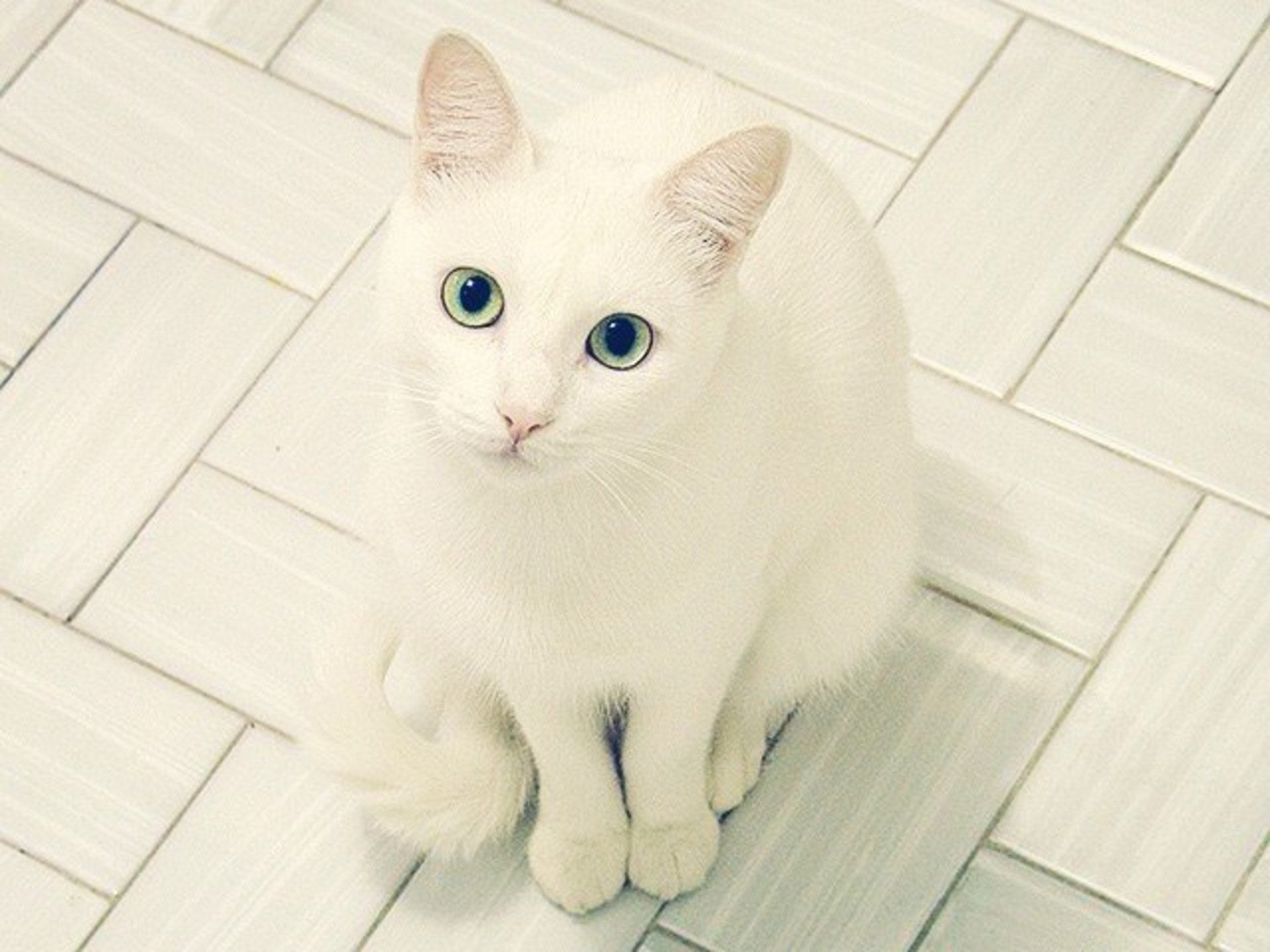 Белый Кот Порода