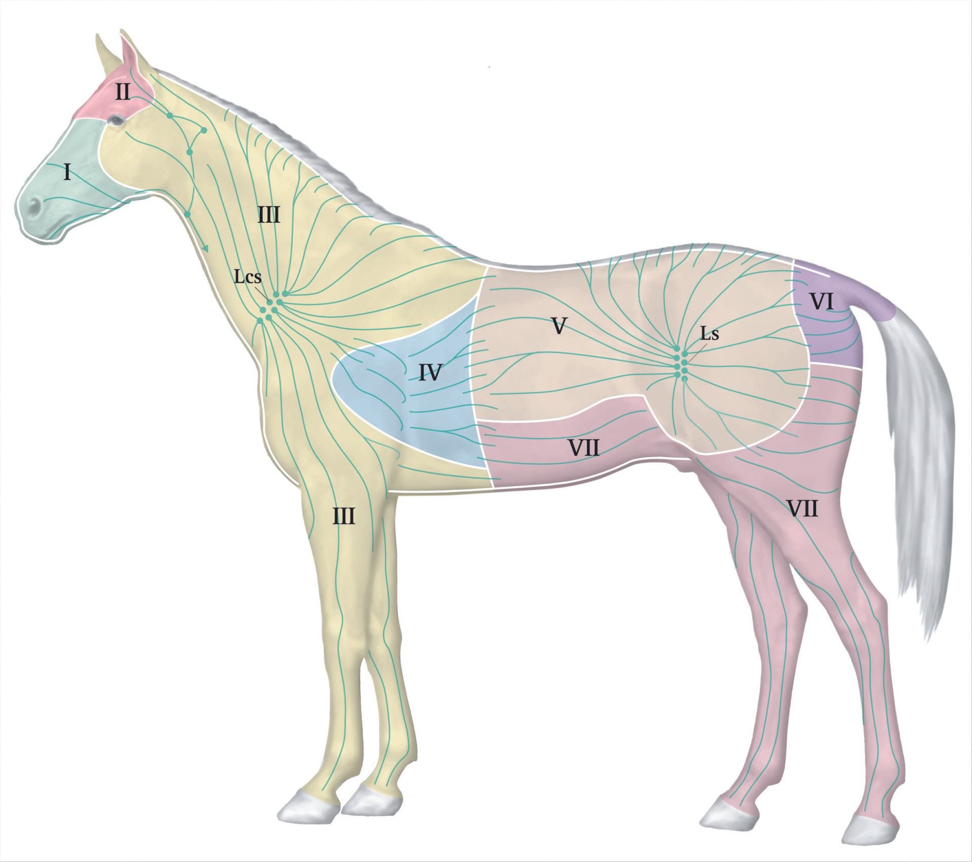 System animal. Анатомия лошади лимфатическая система. Лимфатическая система лошади атлас. Топография лимфатических узлов у лошади. Лимфатическая система лошади атлас Осипова.