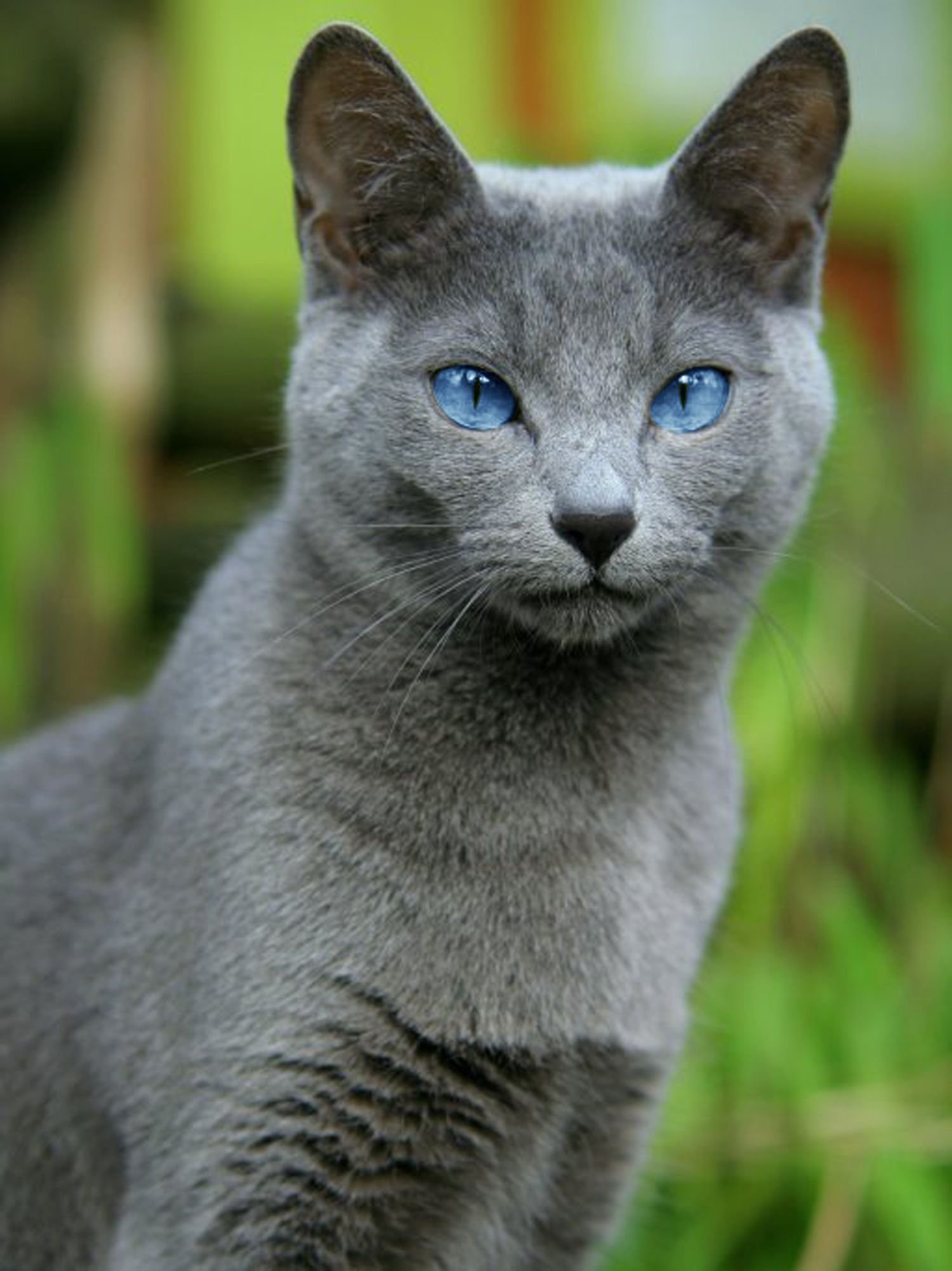 Русская синяя кошка - 69 фото