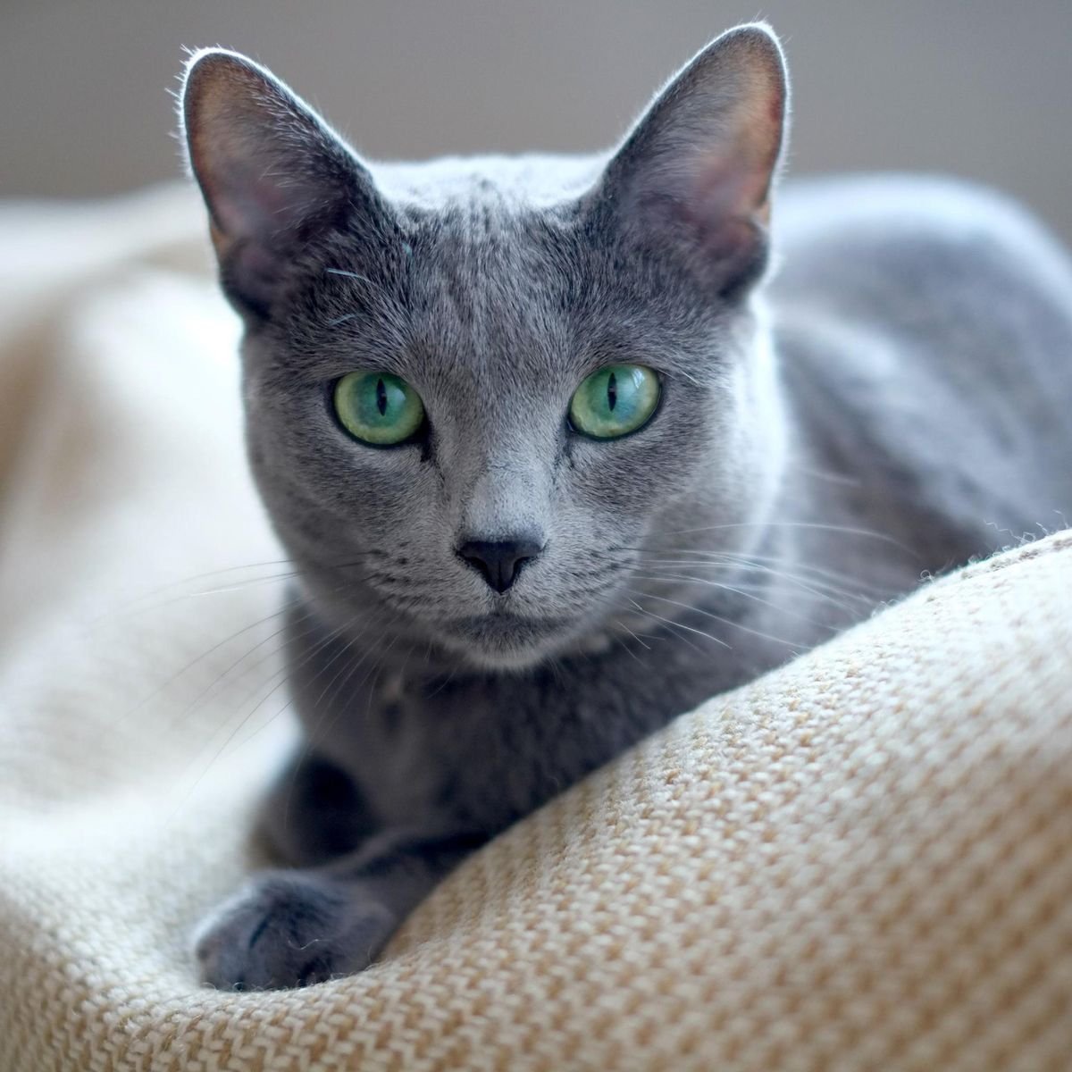 Русская синяя кошка - 69 фото