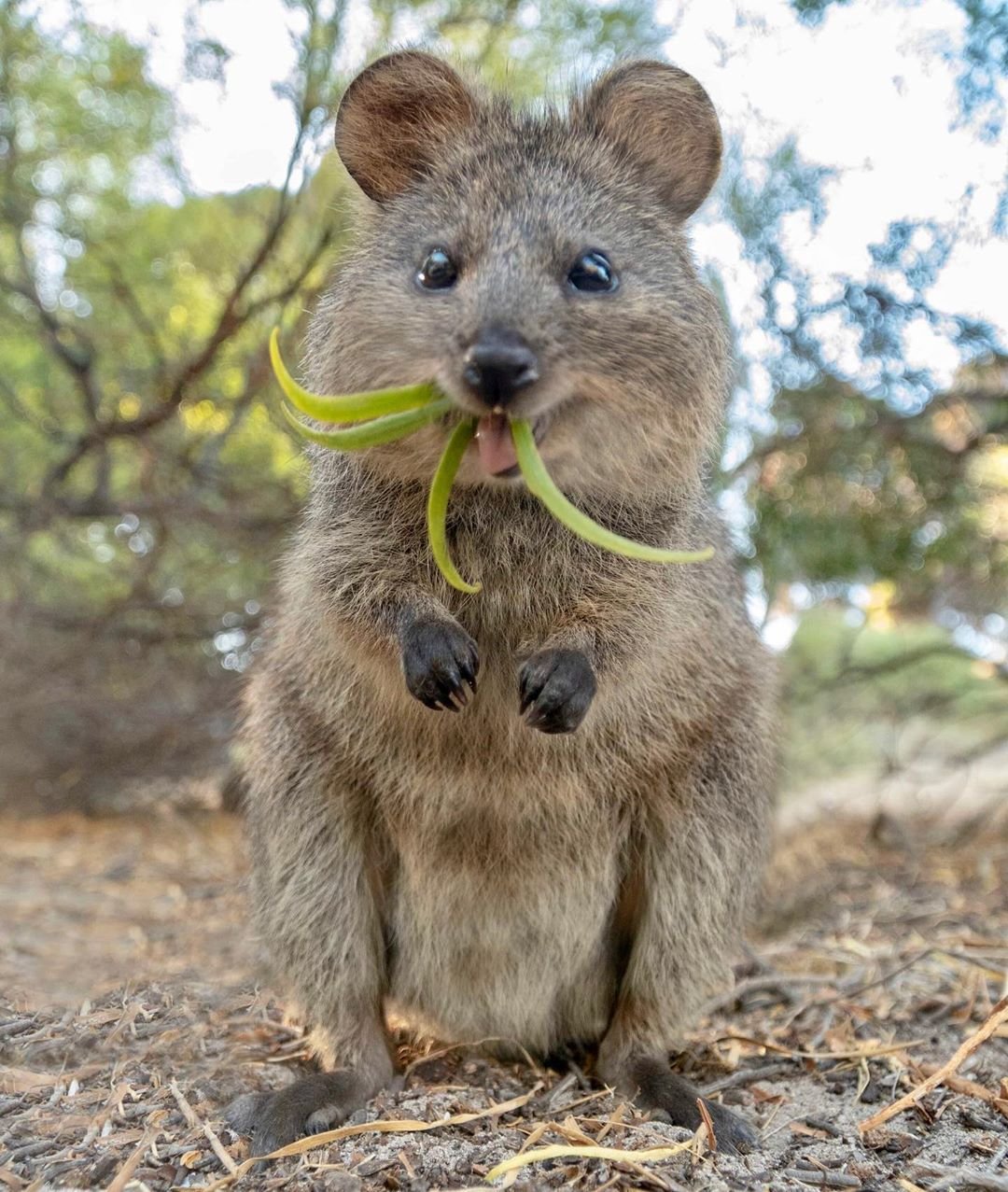 Квокка. Кенгуру Квокка. Квокка эндемики Австралии. Австралийский зверек Квокка. Квокка кенгуру Австралия.