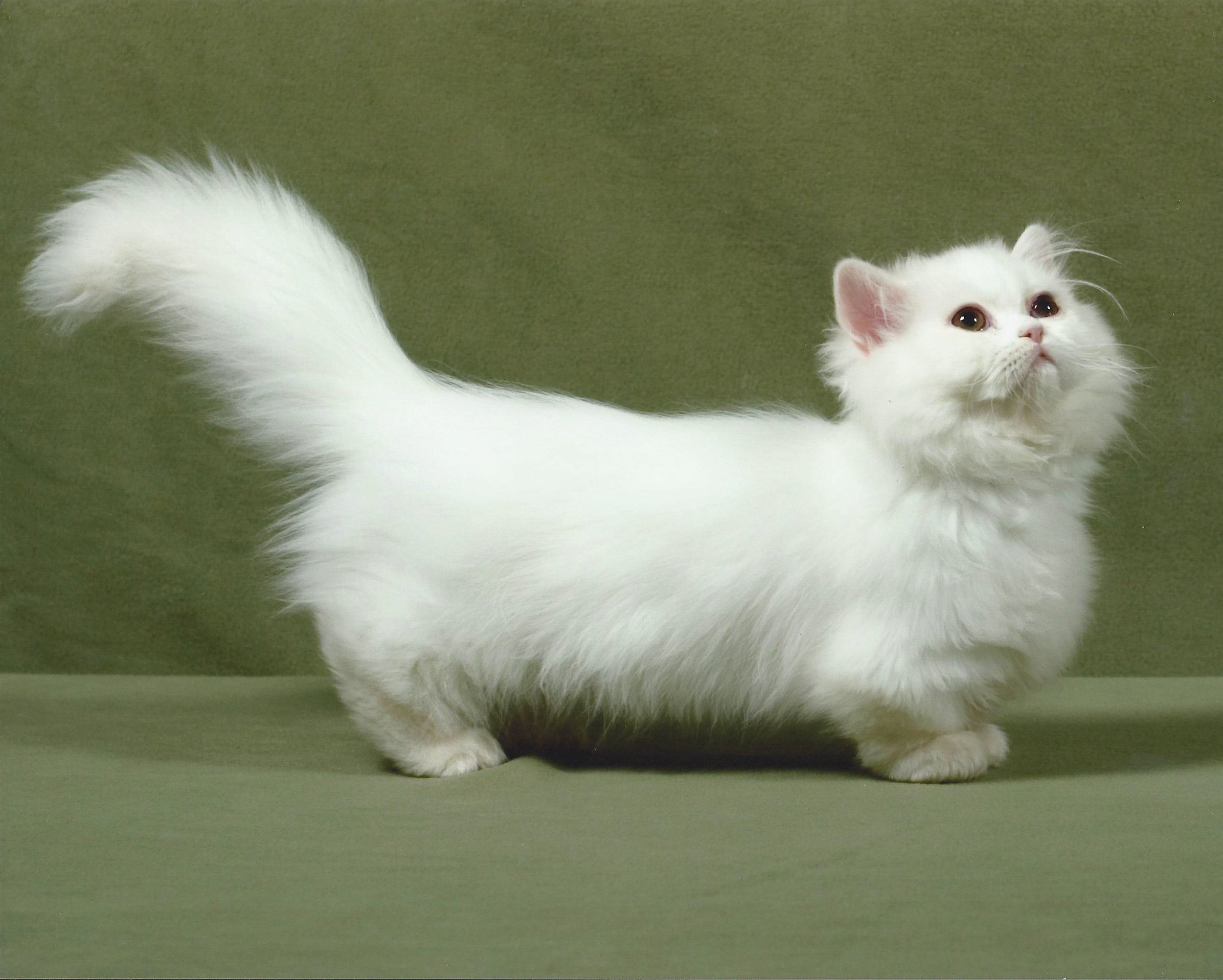 Карликовые кошки породы. Манчкин (порода кошек). Манчкин Менуэт(порода кошек). Карликовые кошки Манчкин. Манчкин кот белый.