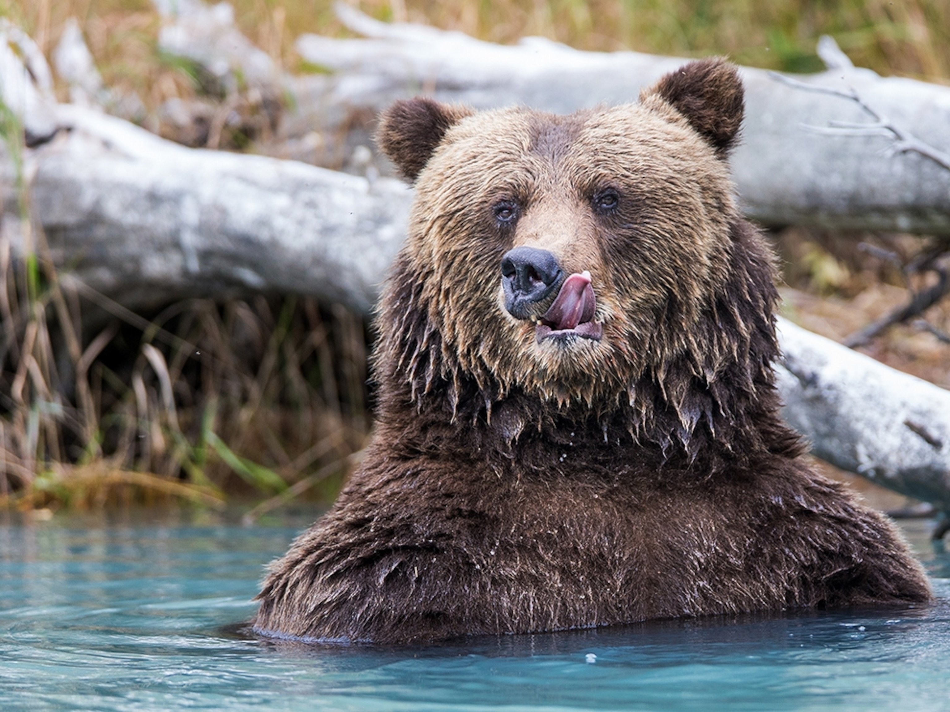 Бурый медведь Байкальский заповедник