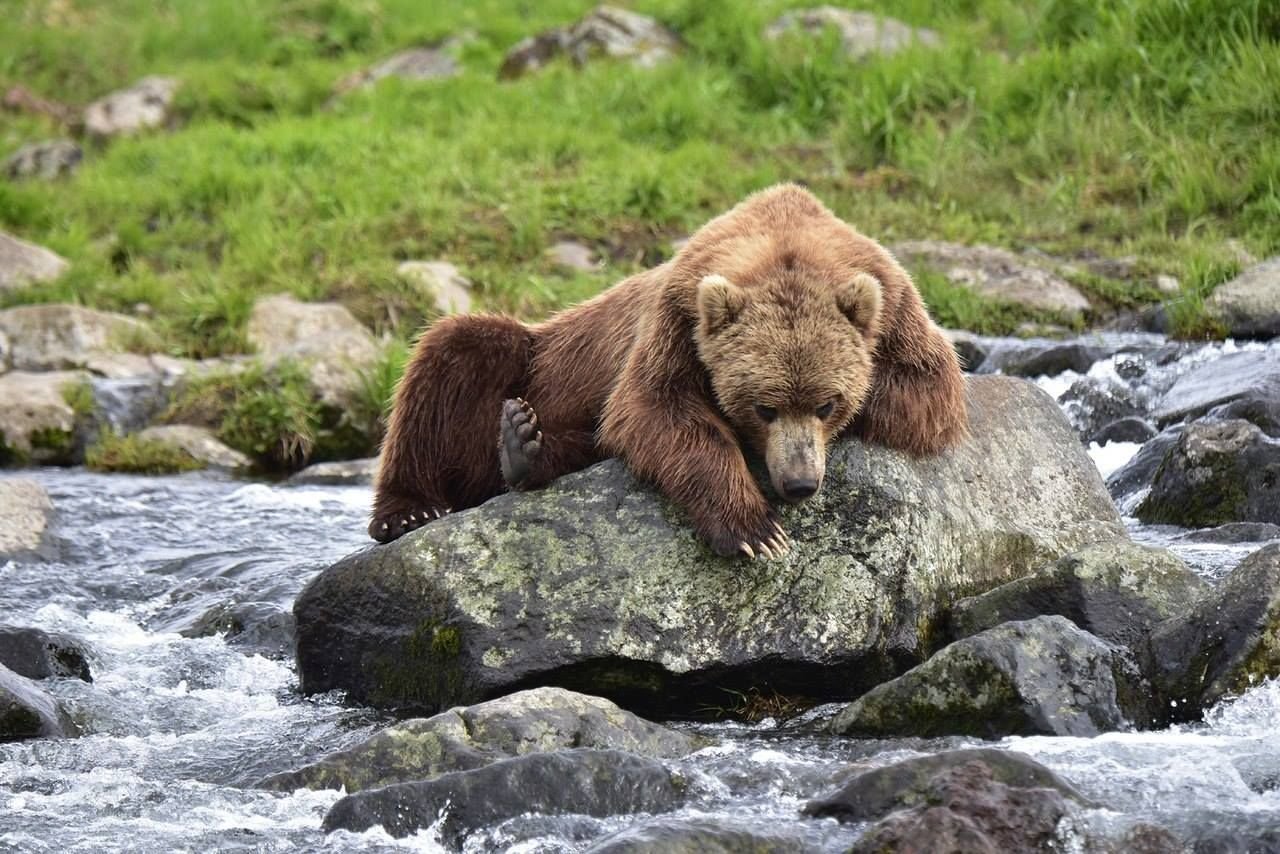 Описание фотографии камчатский бурый медведь. Камчатский бурый медведь. Бурый медведь Камчатки. Бурый медведь Кольский полуостров. Бурый медведь Байкальский заповедник.