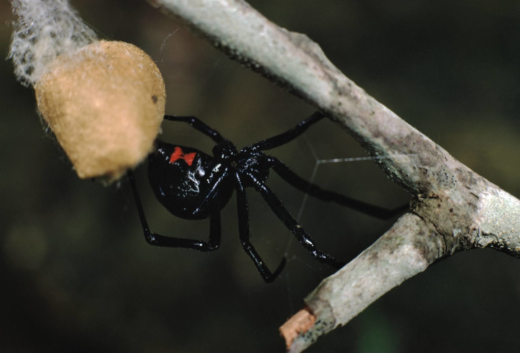Ядовитый паук вдова. Черная вдова паук. Latrodectus mactans чёрная вдова. Паук чёрная вдова укус. Южный паук.