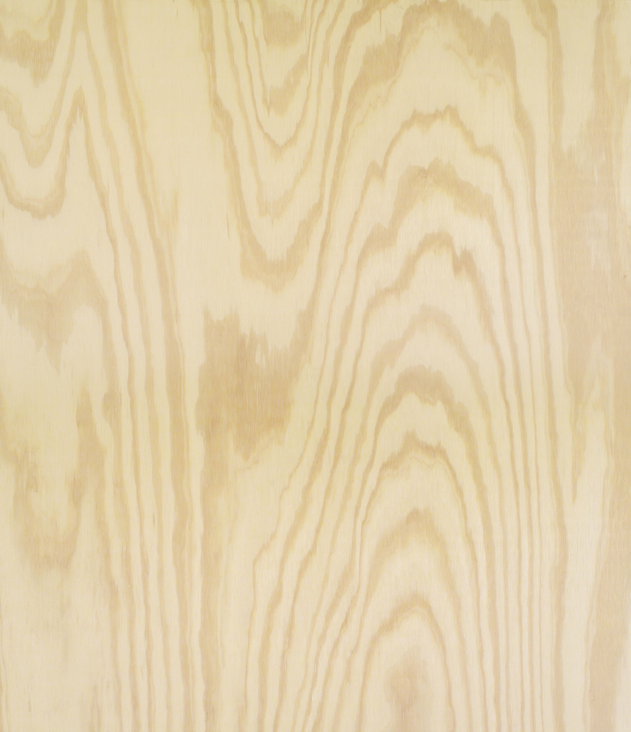 Береза текстура древесины