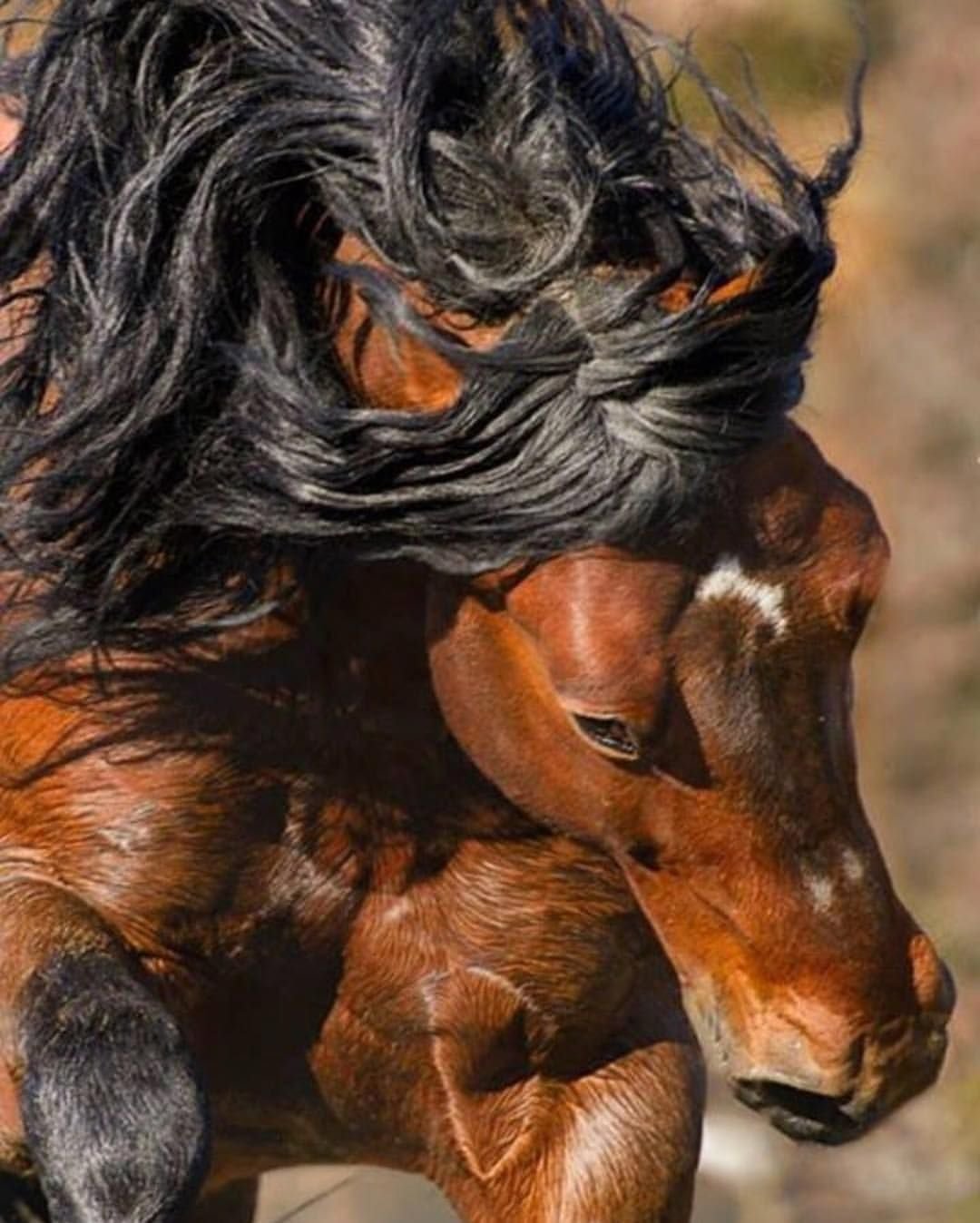 Самая Страшная Лошадь В Мире