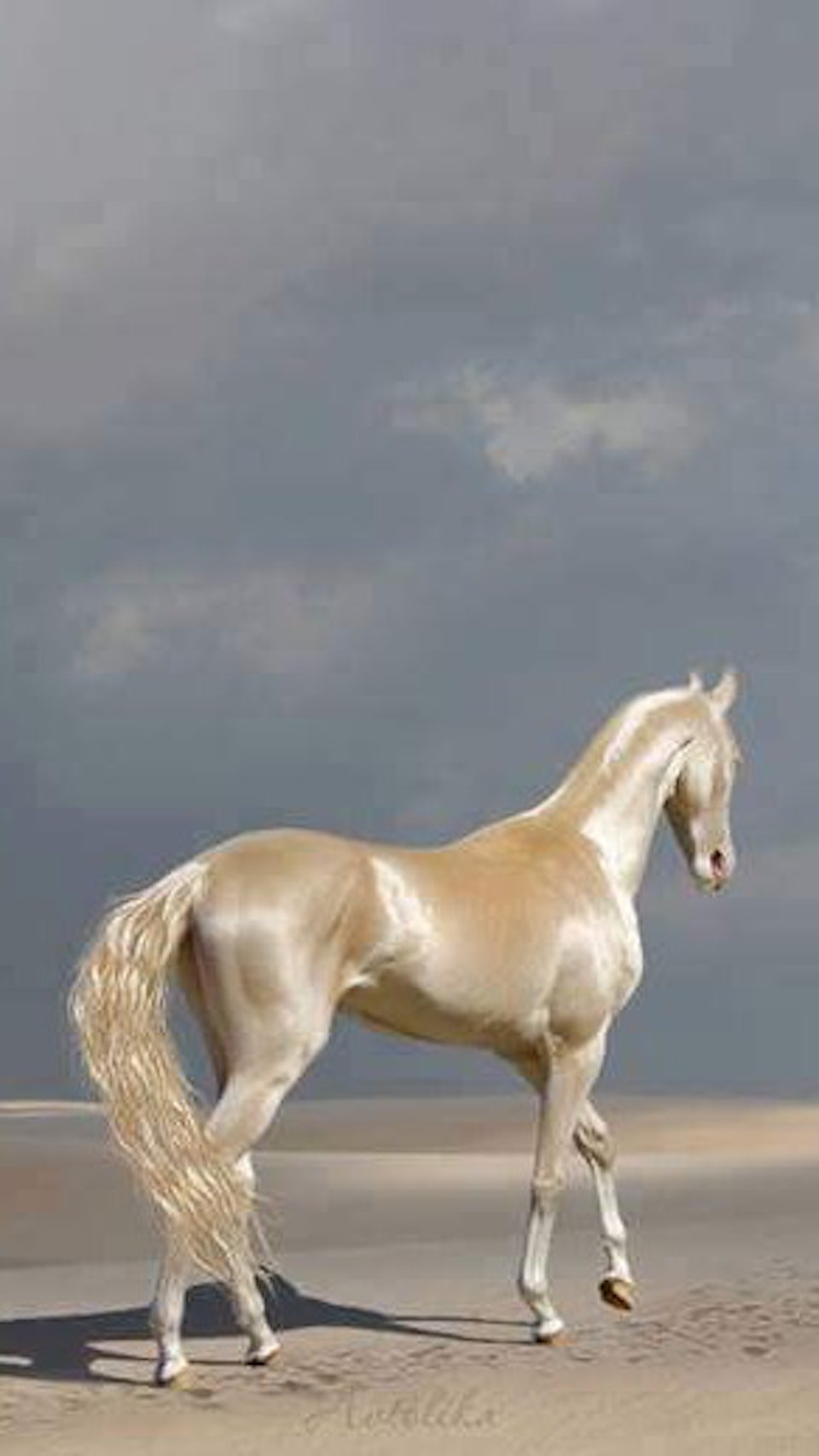 фото самой красивой лошади в мире