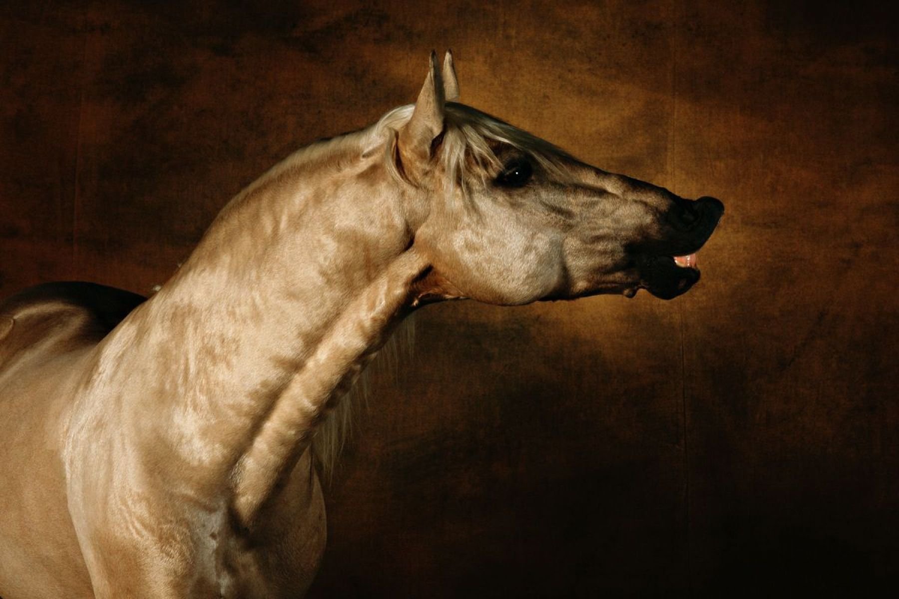 Самая Страшная Лошадь В Мире