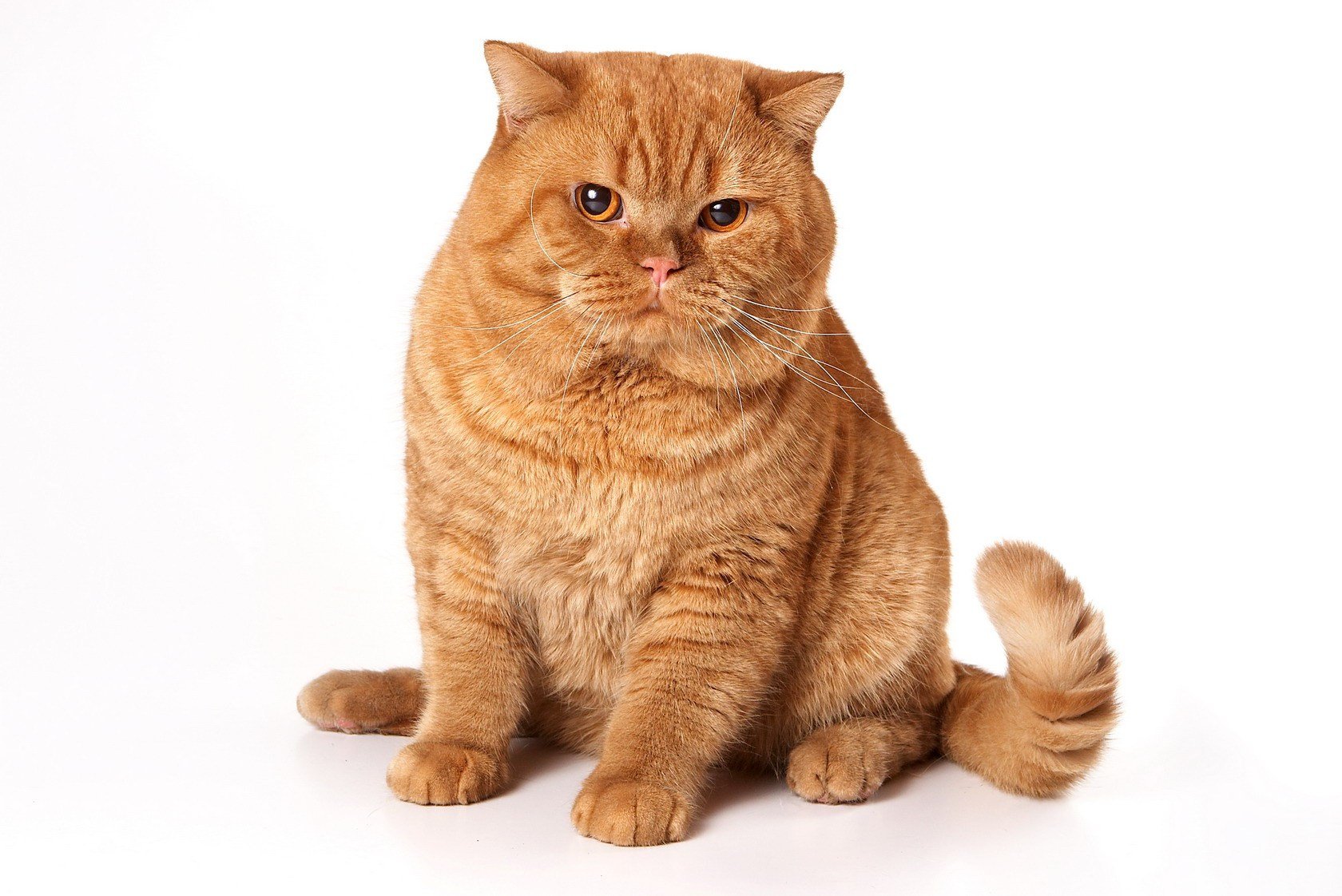 Британская короткошёрстная кошка красный окрас