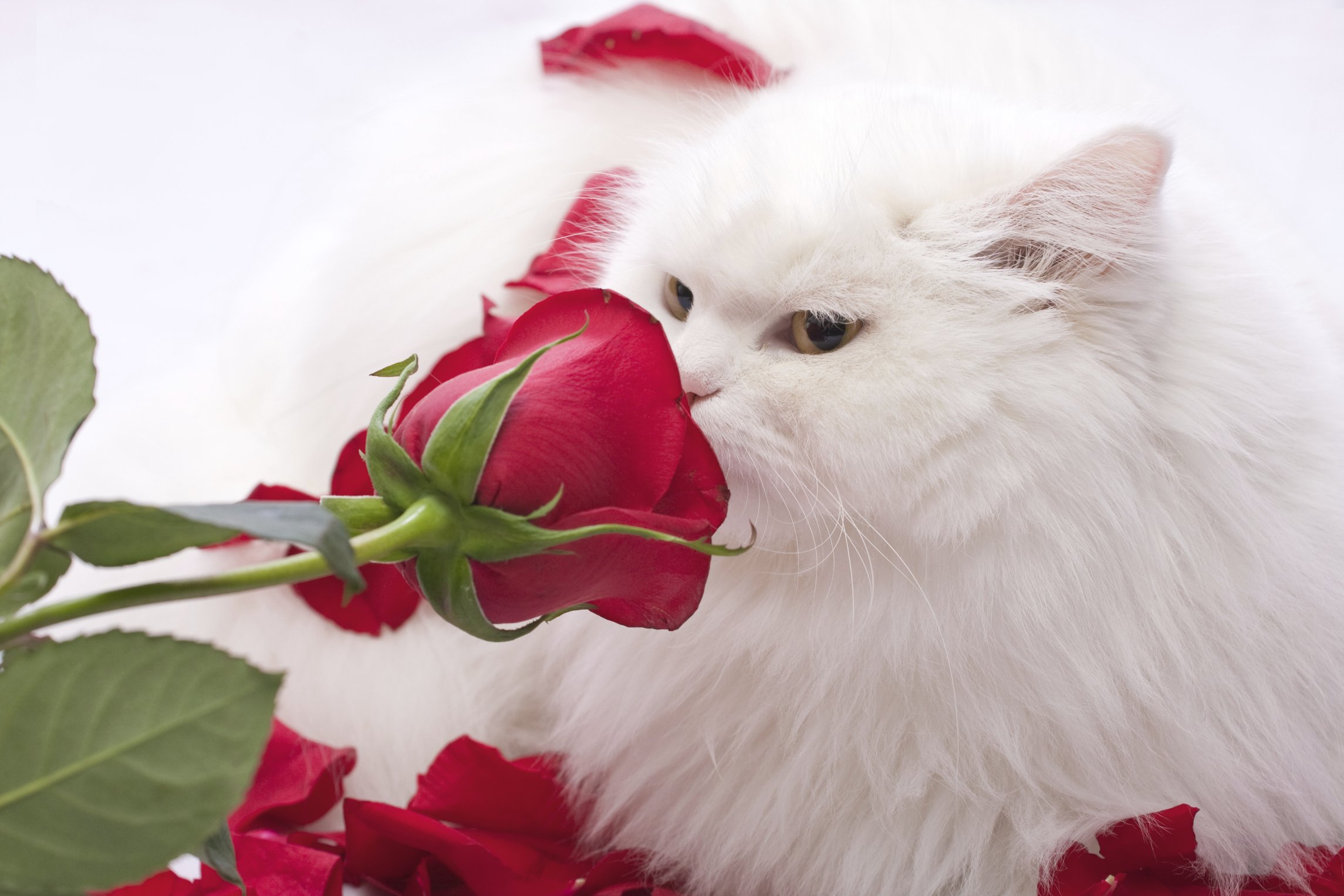 Белая кошка с розой