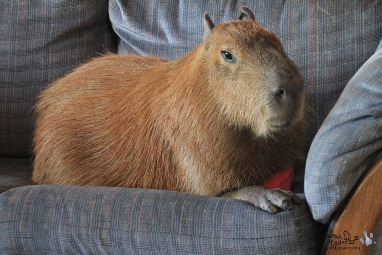 My pets capybaras. Большая морская Свинка капибара. Капибара Чан. Капибара 1:1. Капибара и хомяк.